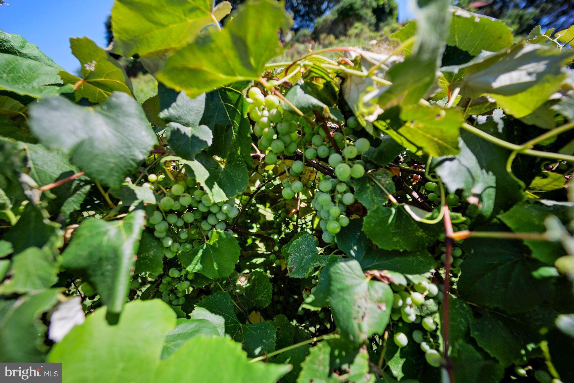 GIBSON ISLAND - Residential