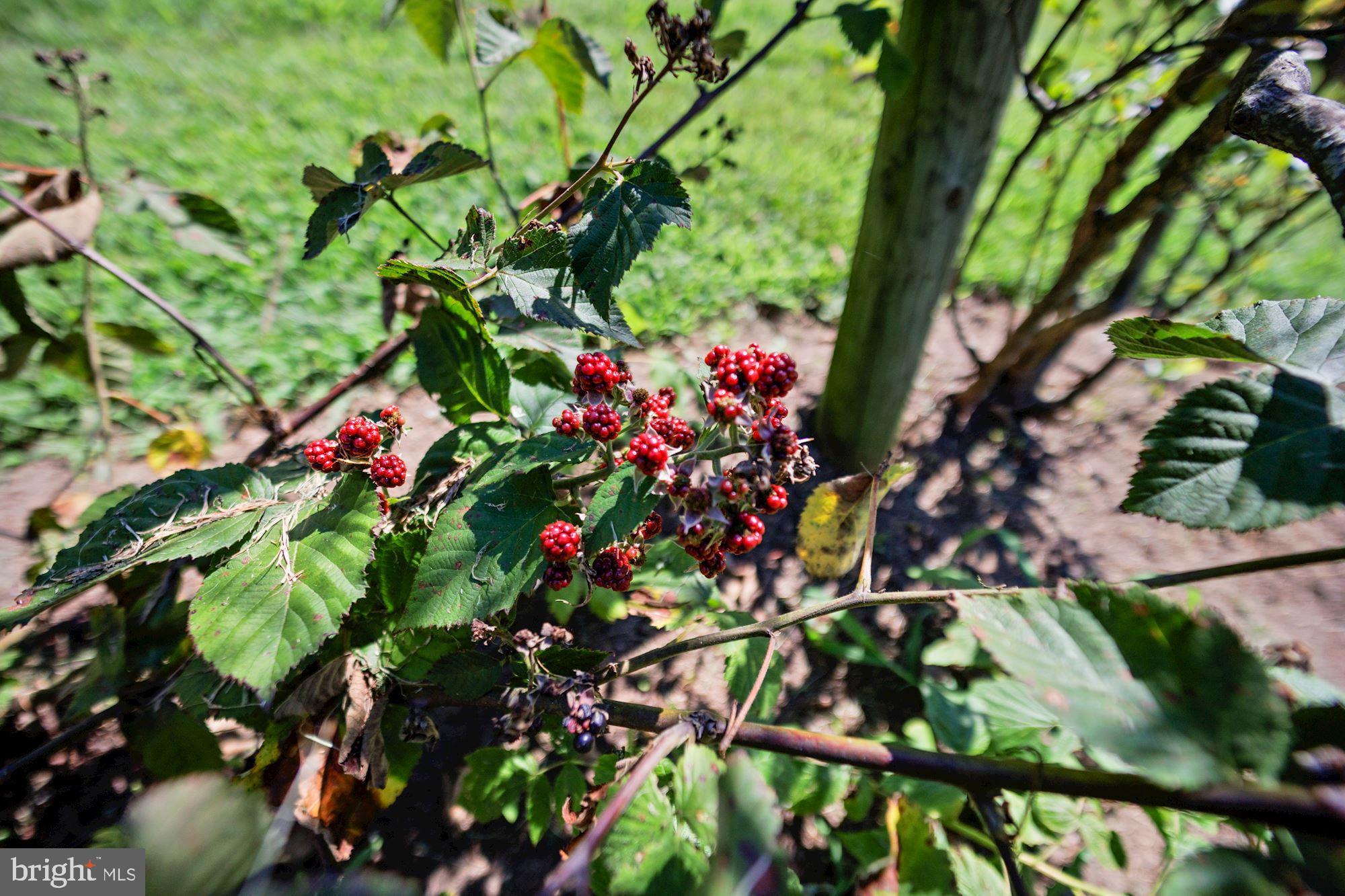 GIBSON ISLAND - Residential