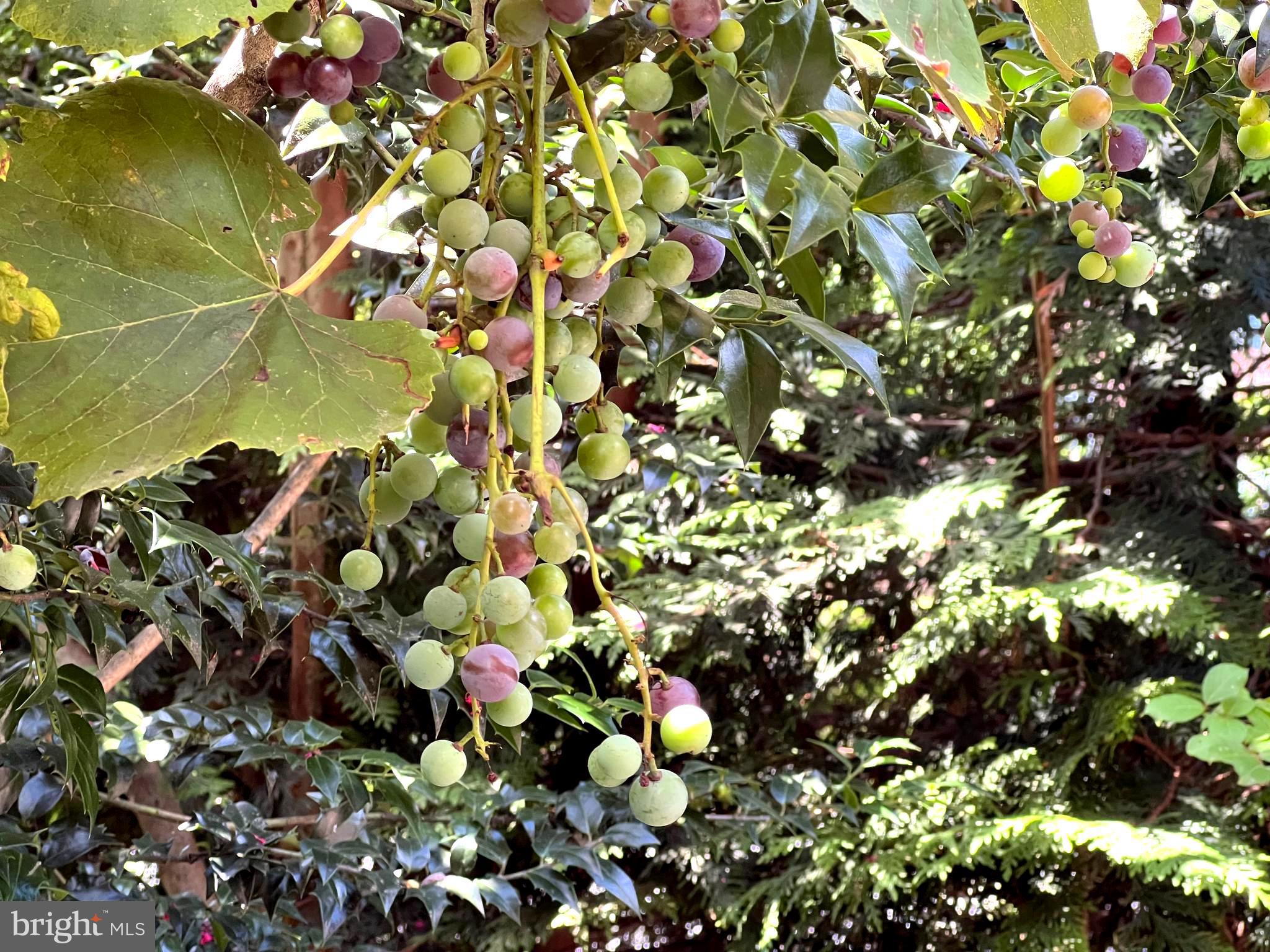 OAK POINTE - Residential