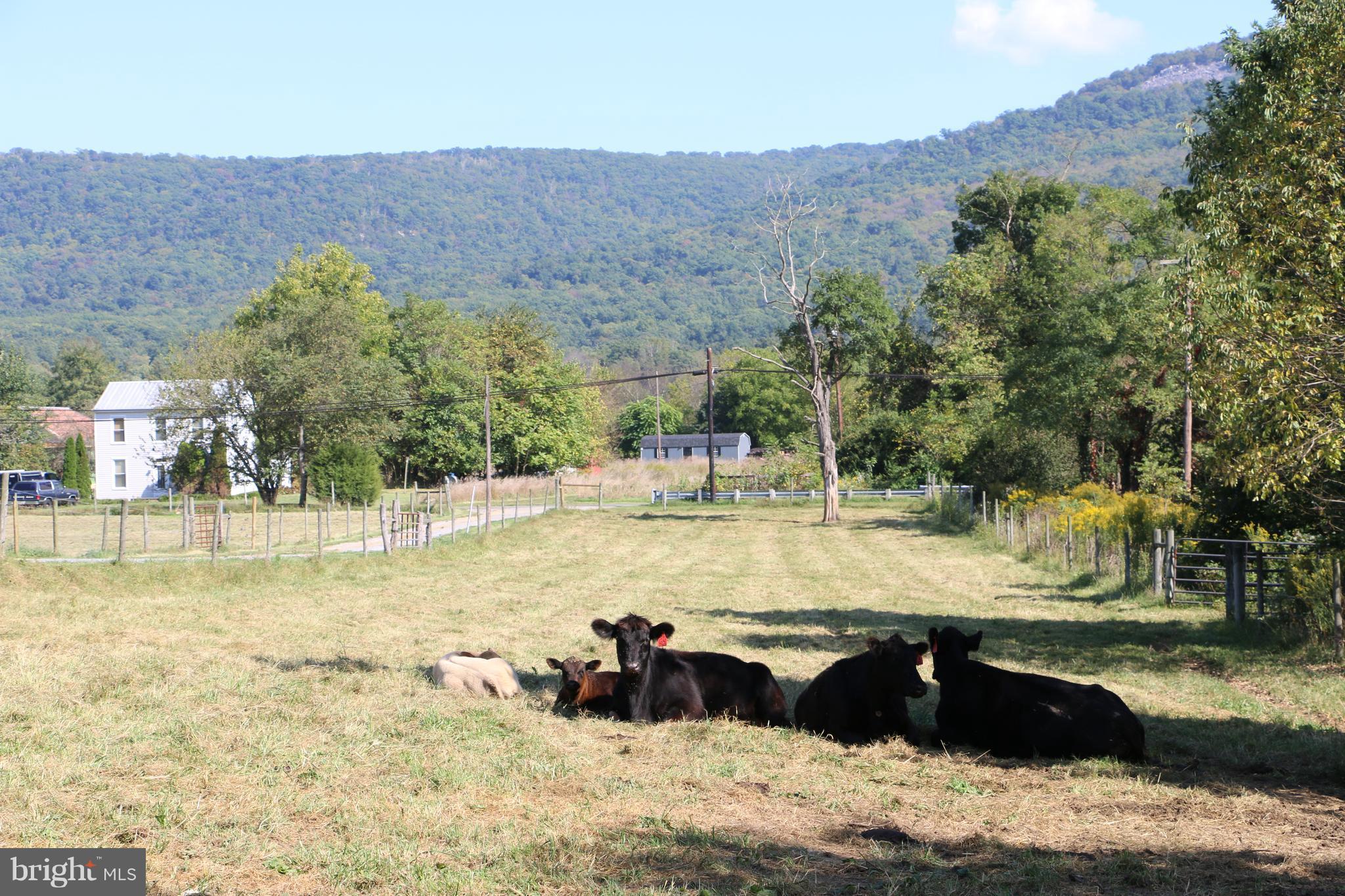 NONE AVAILABLE - Farm