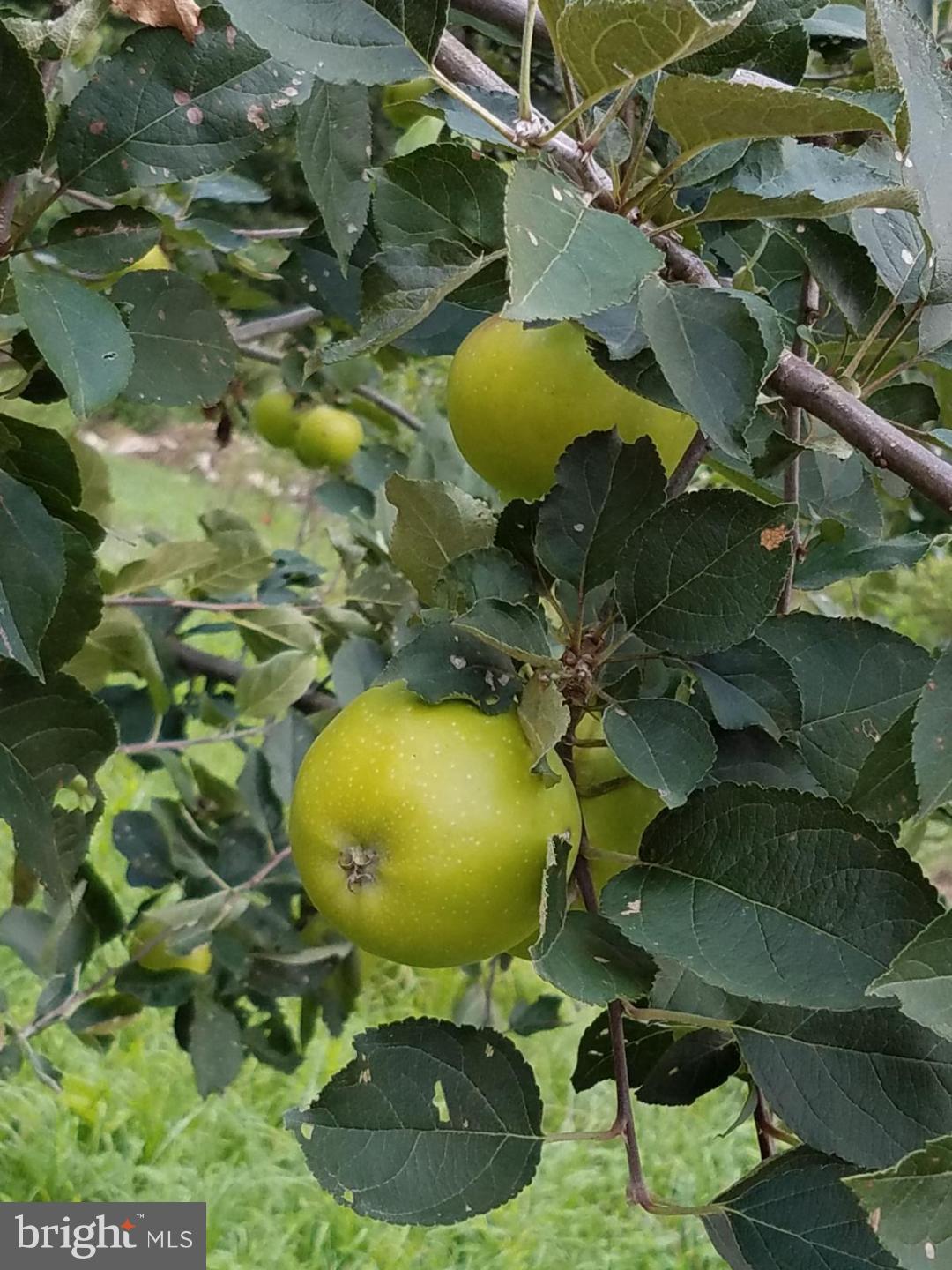 CAPON RIVER VISTA - Residential