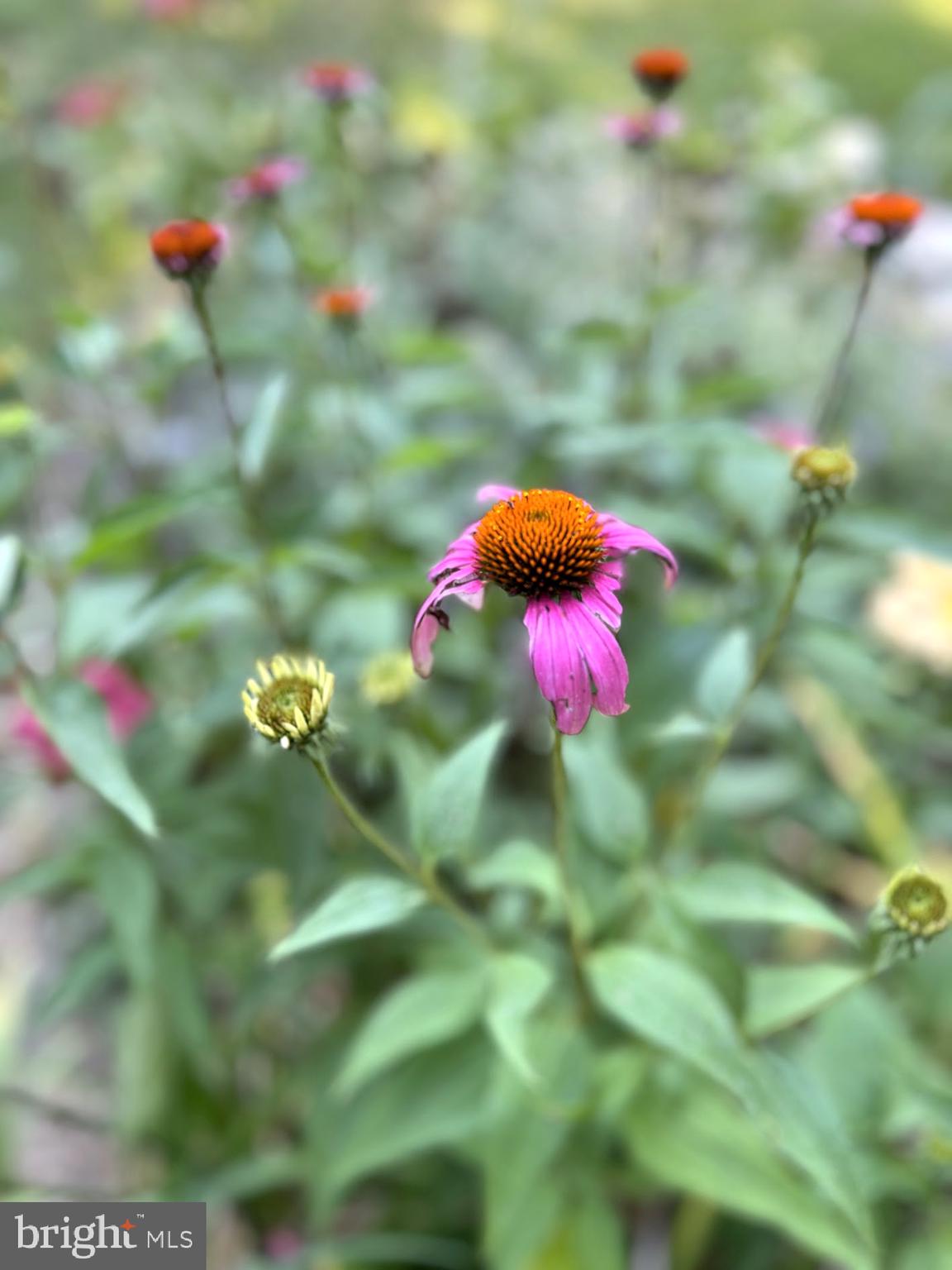 AVON CREST - Residential