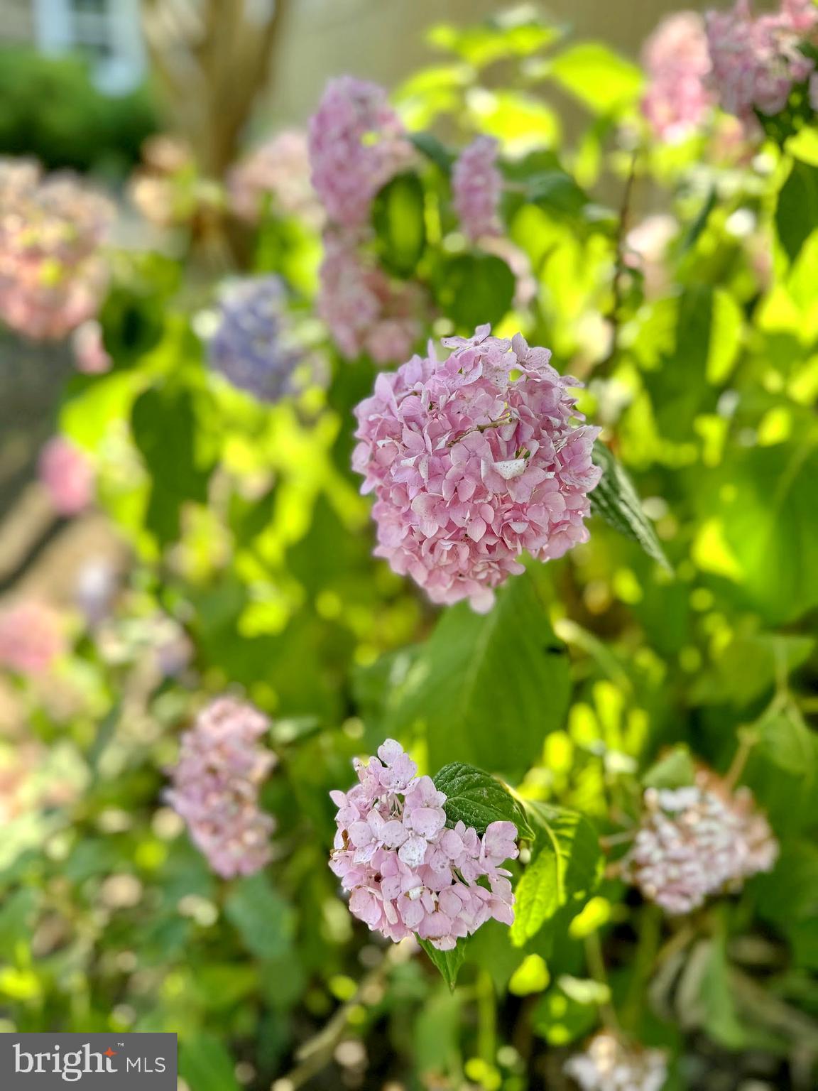 AVON CREST - Residential