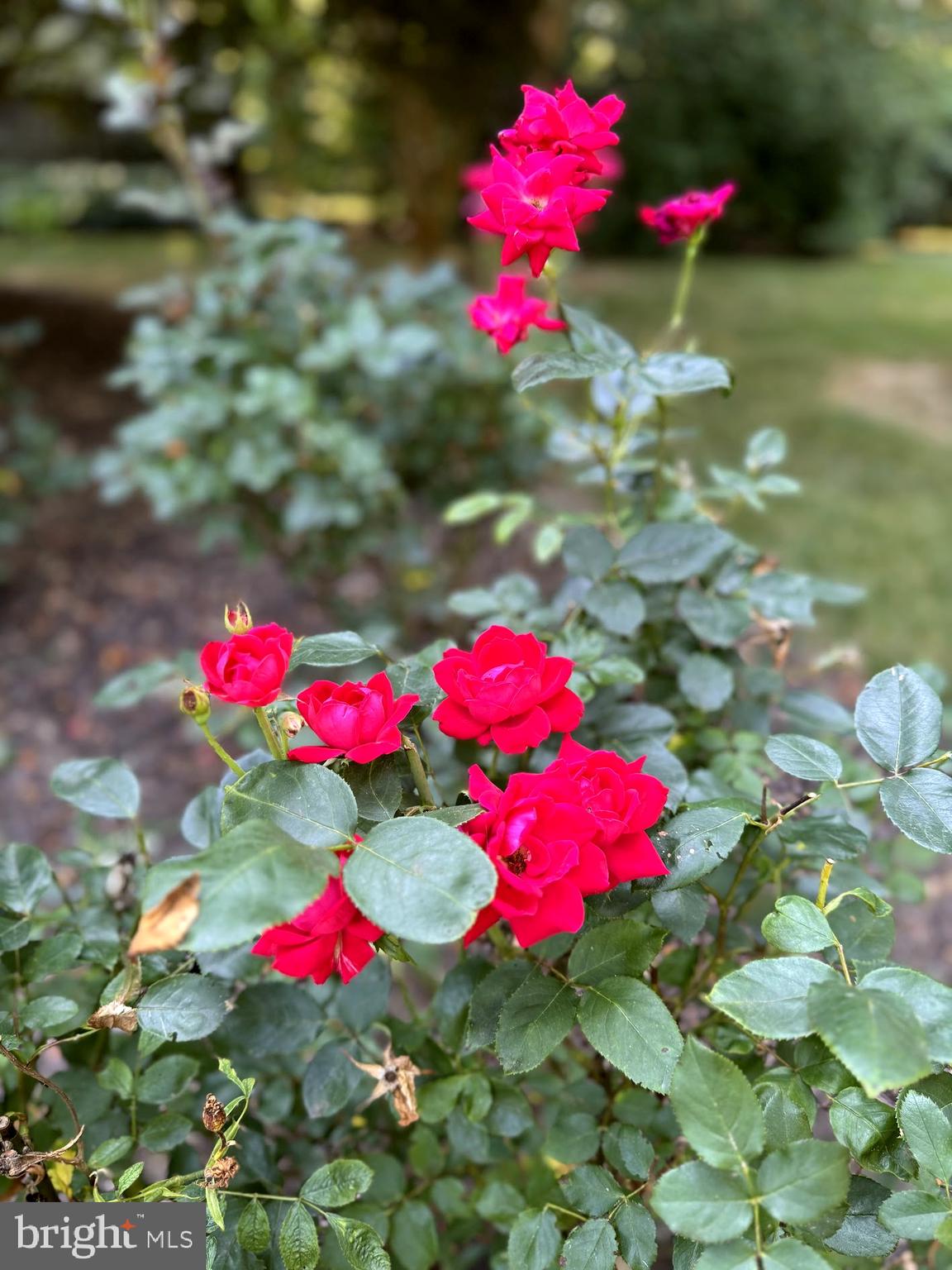 AVON CREST - Residential