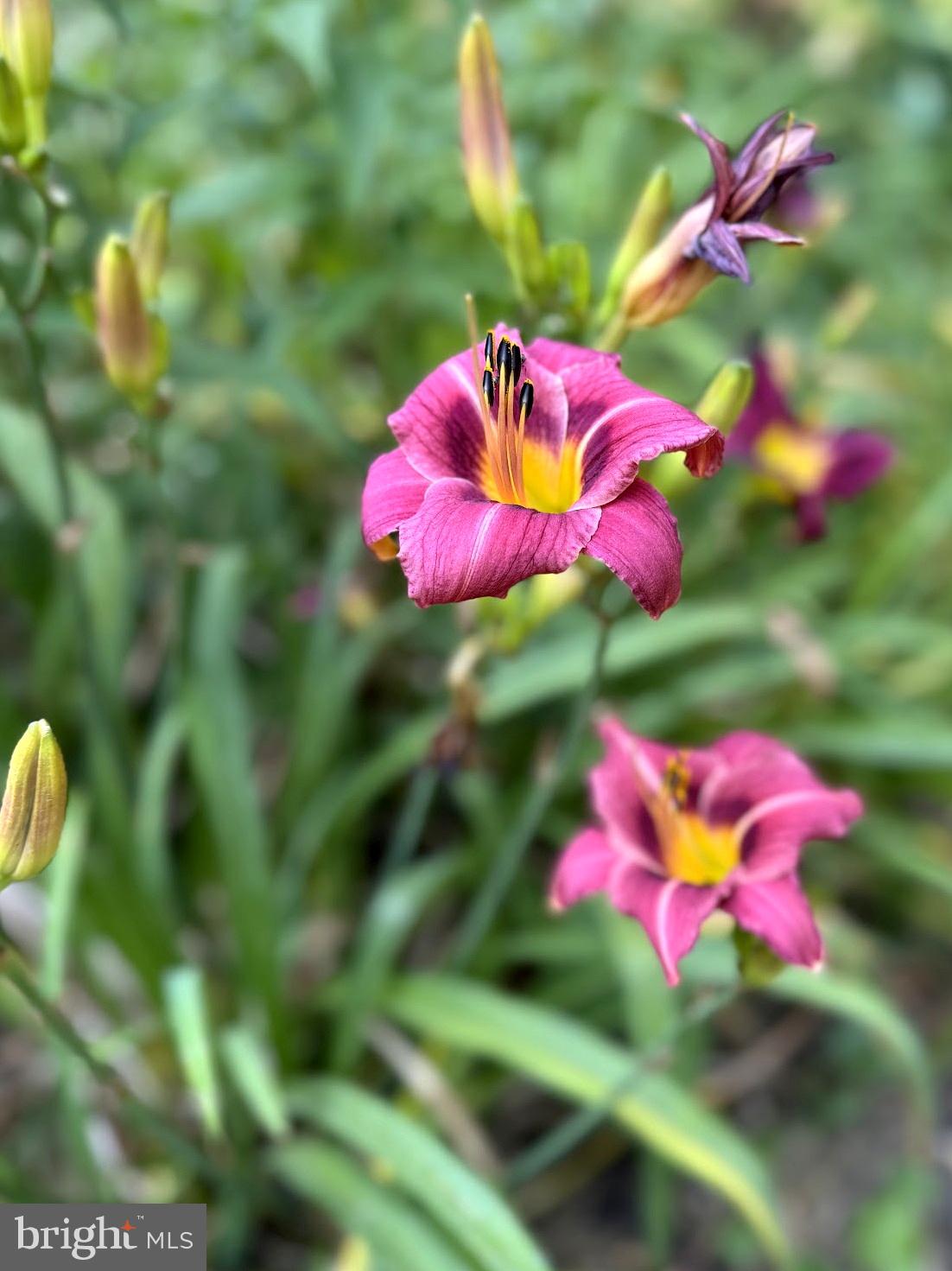 AVON CREST - Residential