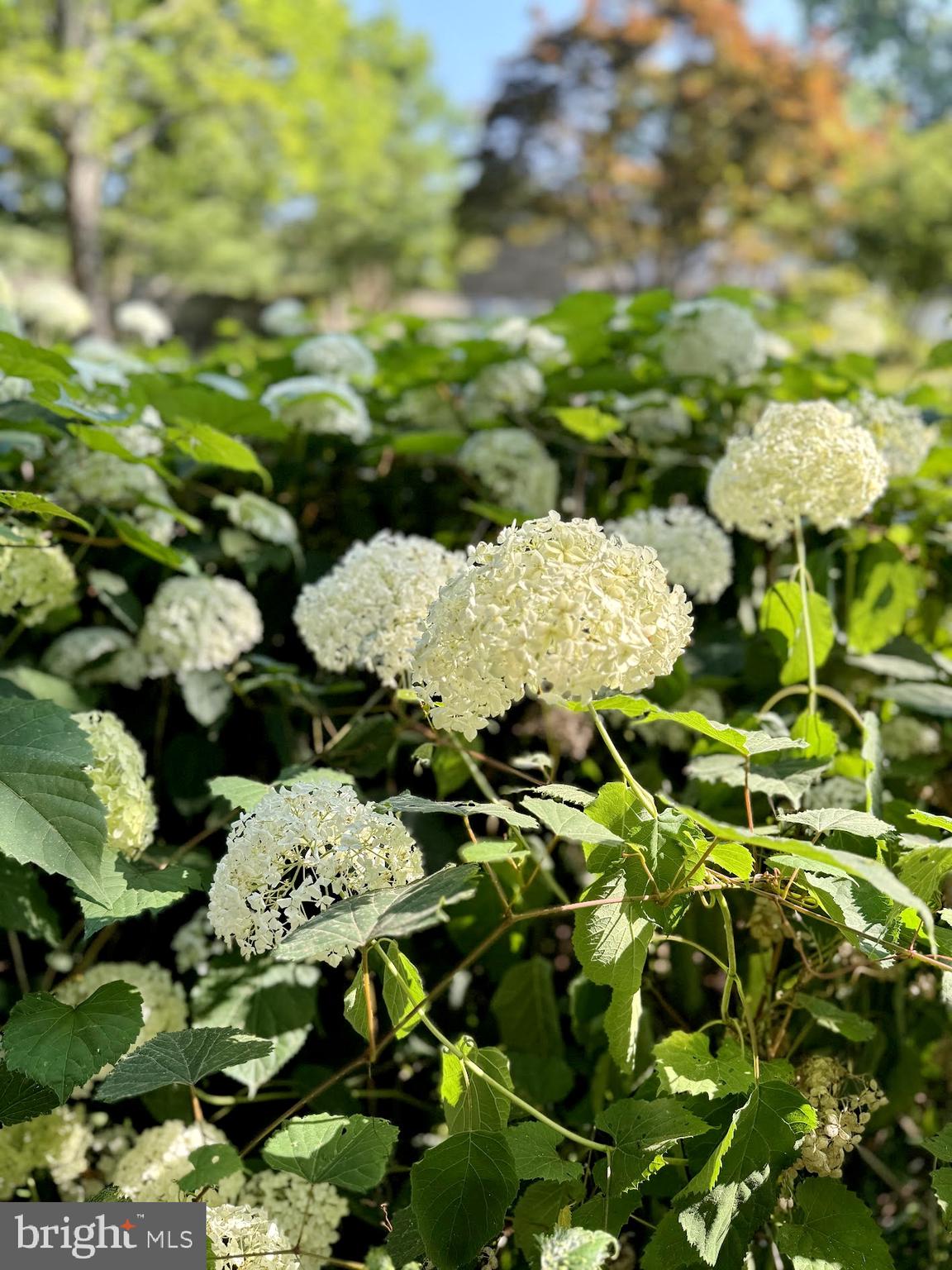 AVON CREST - Residential