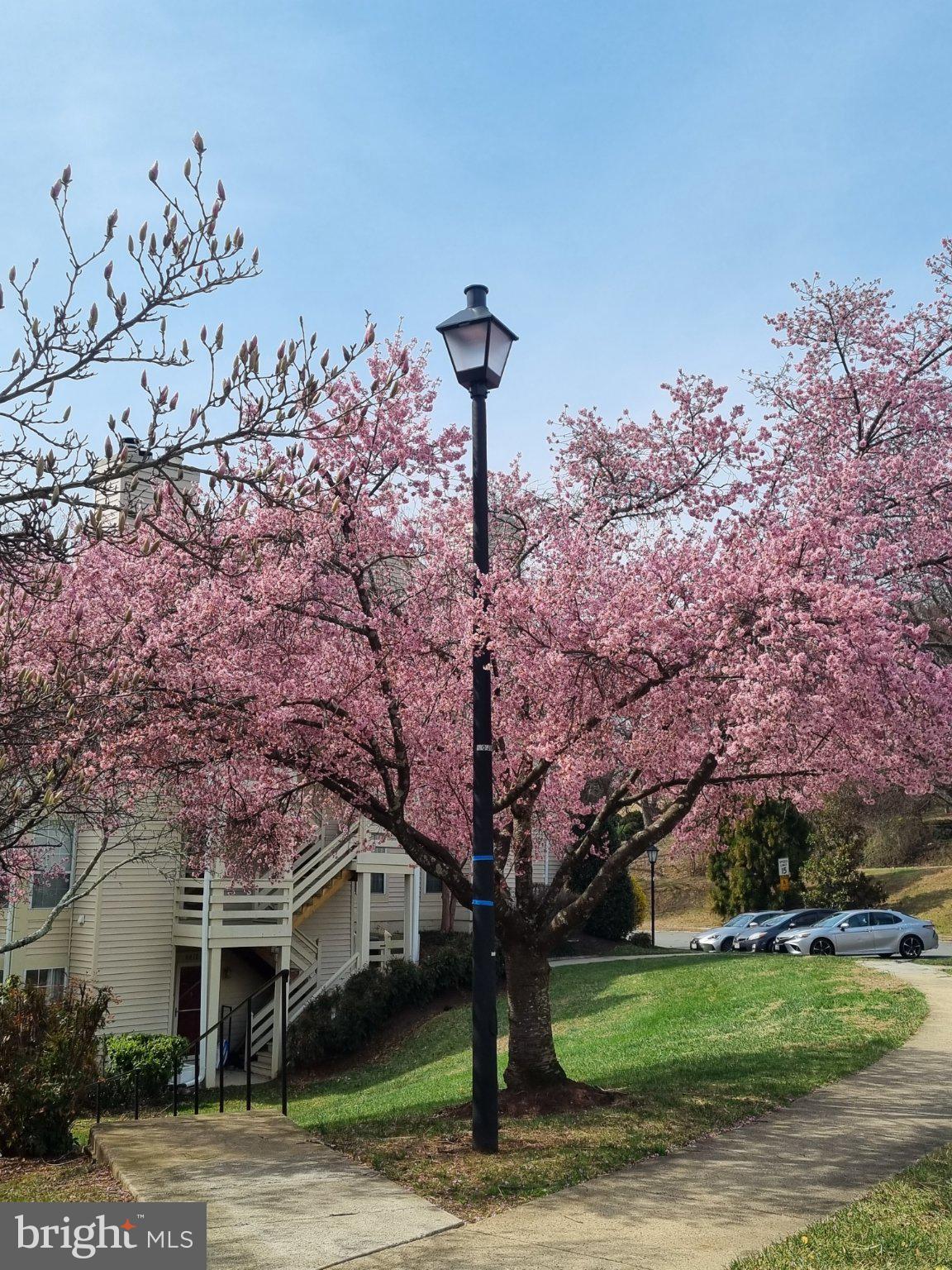 4505 HAZELTINE COURT D