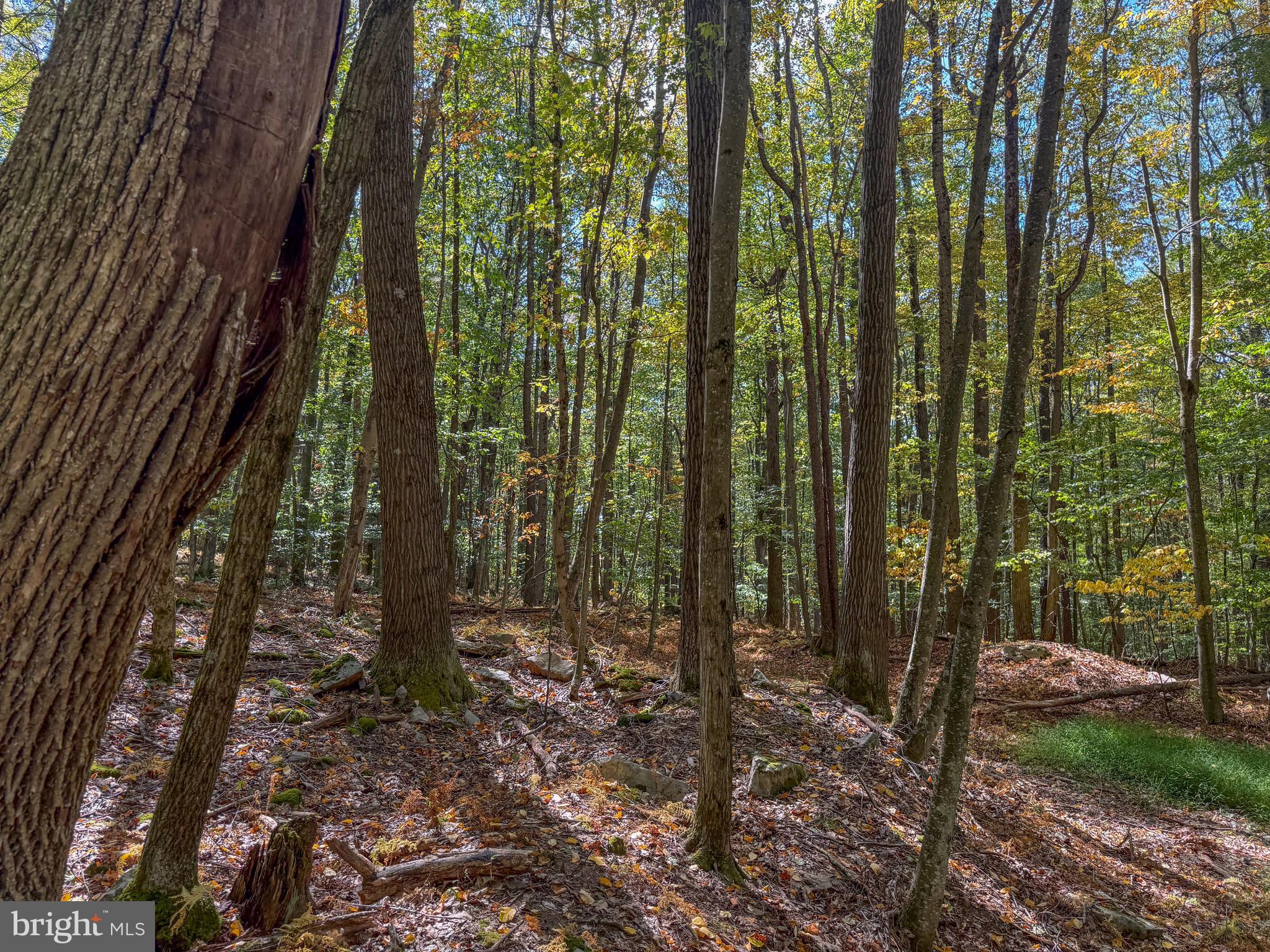 BACKBONE RIDGE - Land