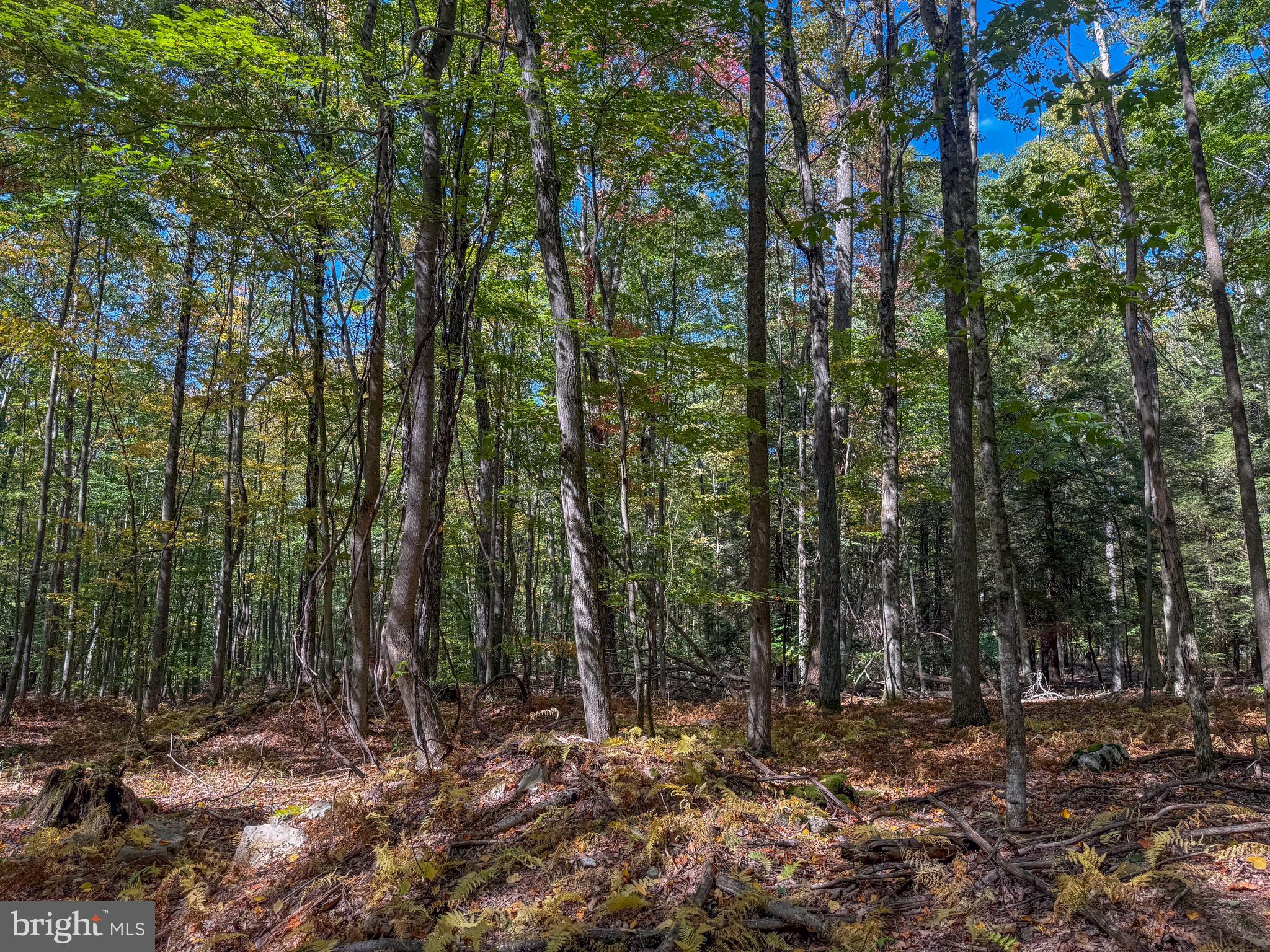 BACKBONE RIDGE - Land