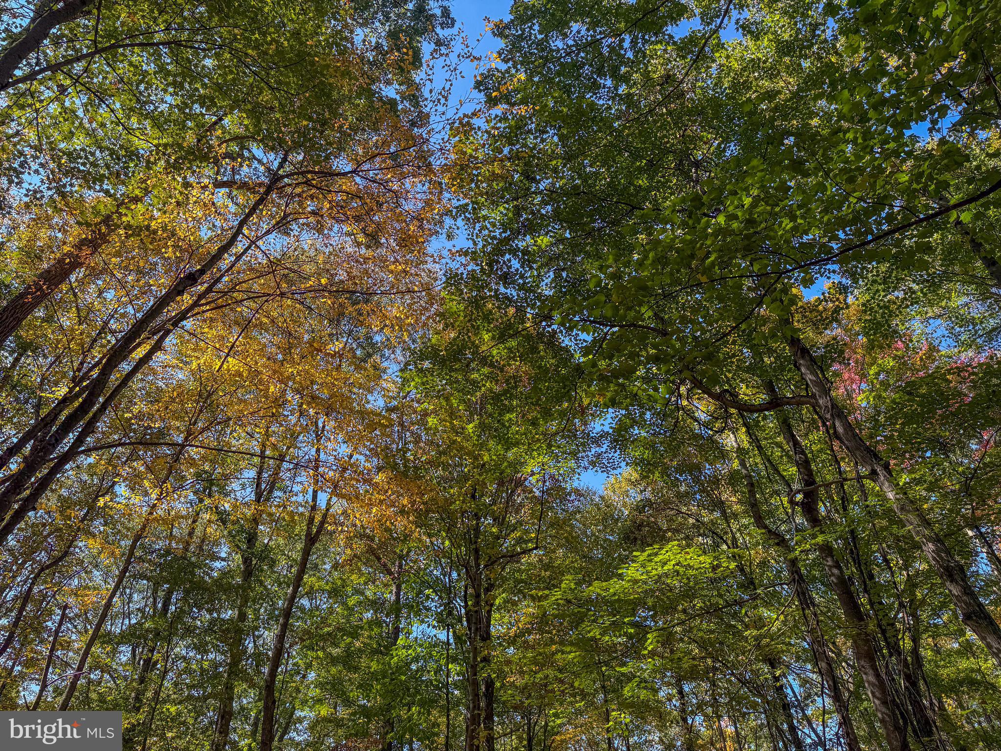 BACKBONE RIDGE - Land