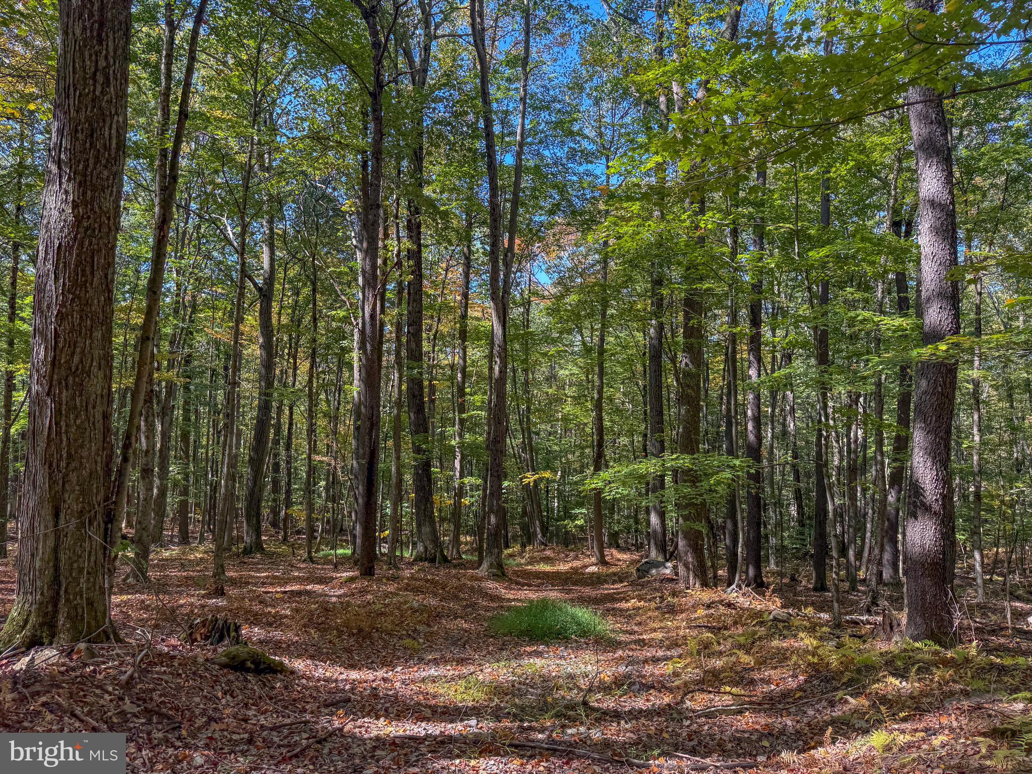 BACKBONE RIDGE - Land