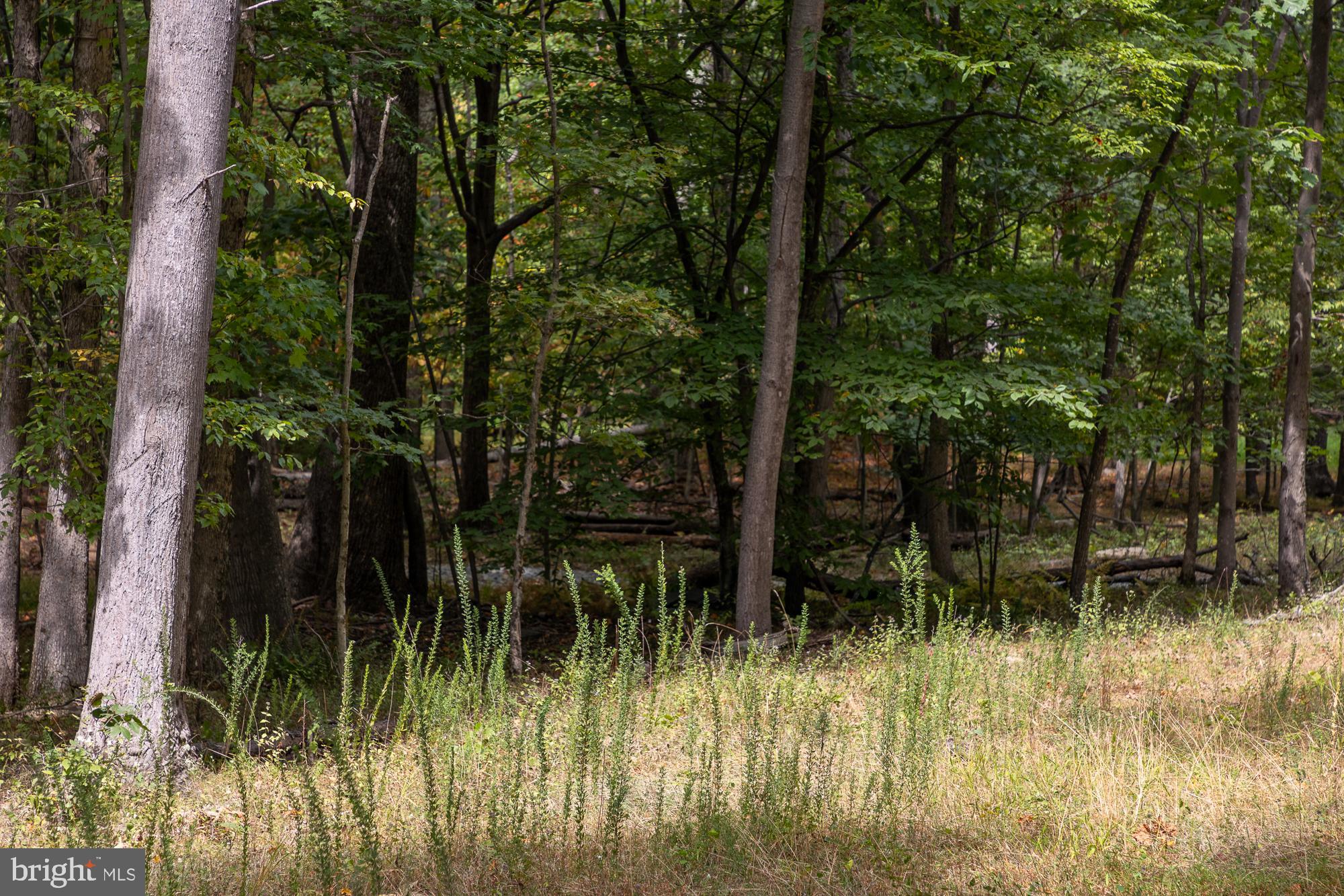 BULL RUN MOUNTAIN ROAD