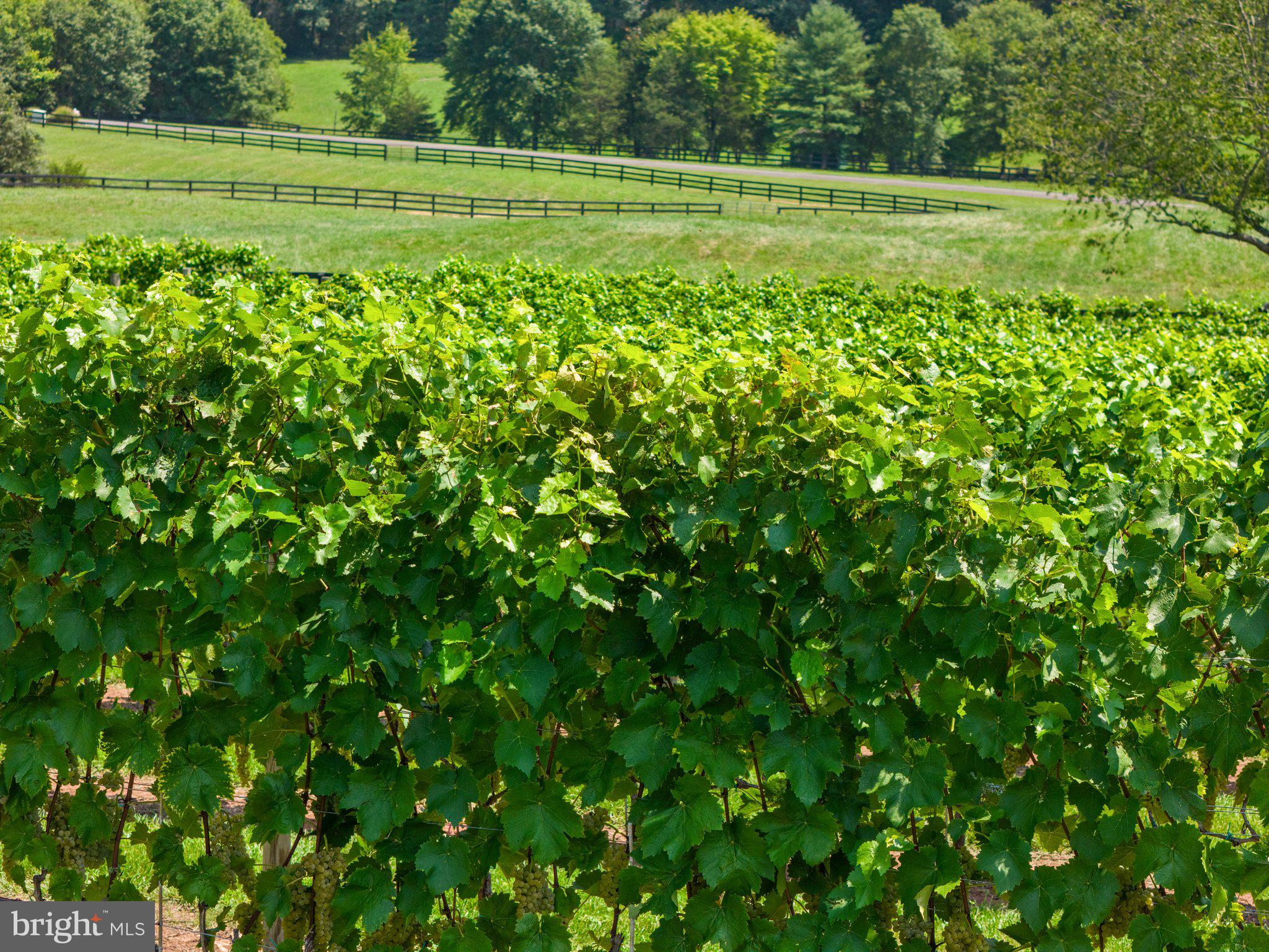 SADDLE RIDGE FARMS - Residential