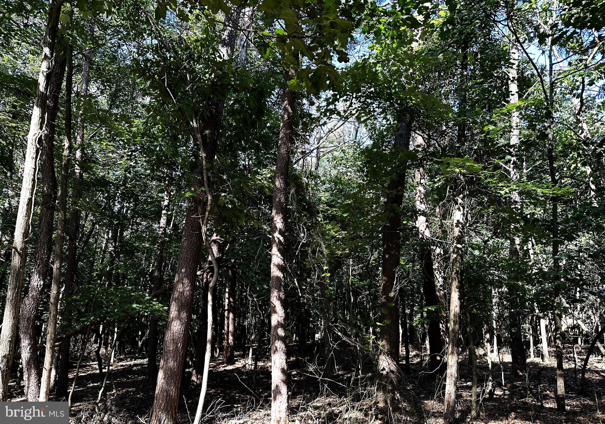 THE WOODS - Residential