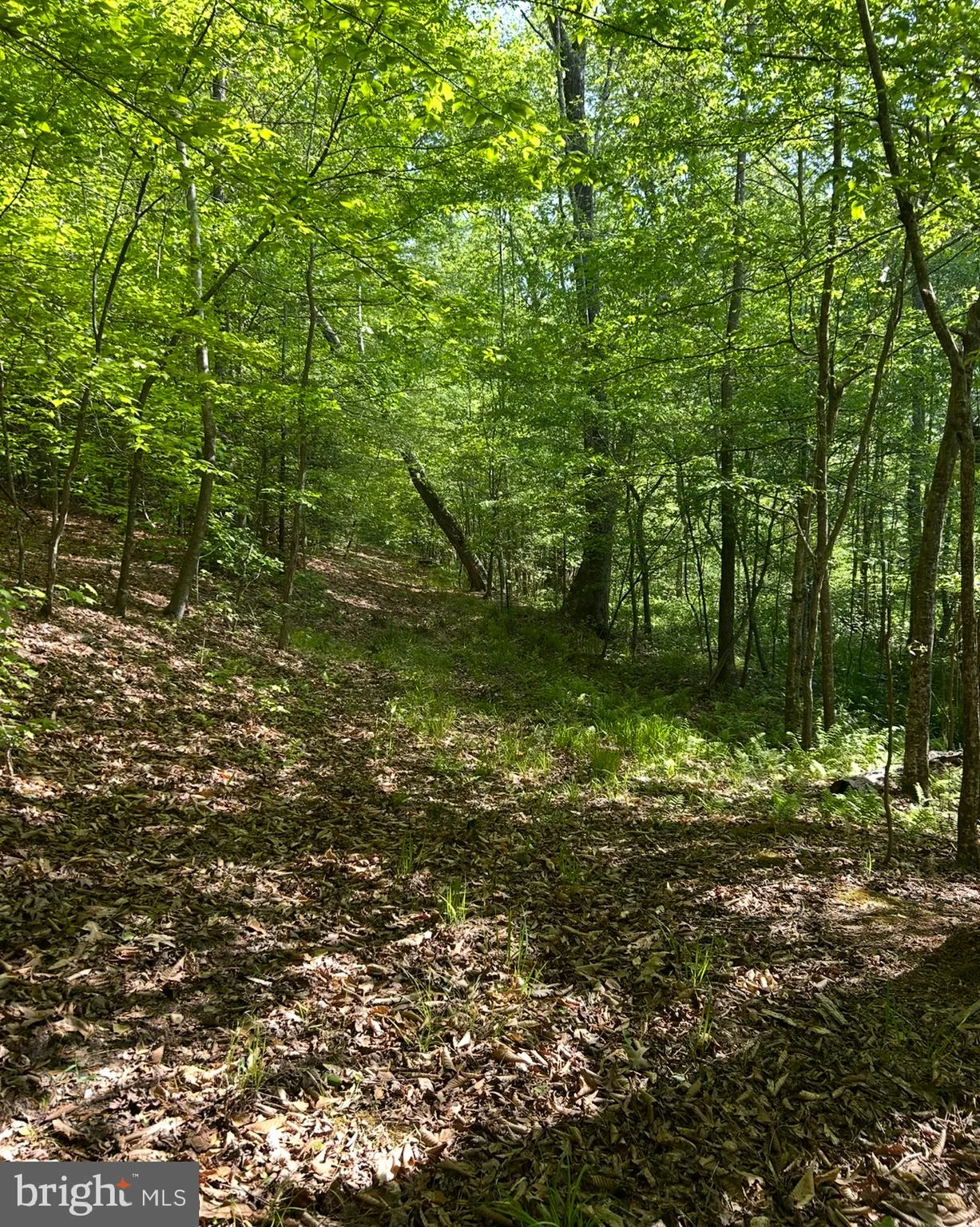 Lot 1 Wallace Street, Warsaw, VA, 22572