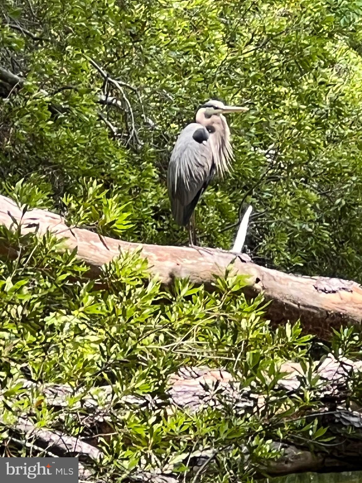 ASSATEAGUE PT RESORT - Residential
