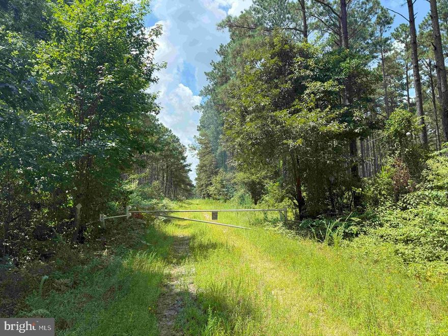 The Chesapeake Block 4-61-119 tract encompasses 552.57 acres and is situated on N Liberty Springs Road, just off State Route 13, approximately 6 miles southwest of Suffolk and 25 miles west of Norfolk. This property boasts a flat terrain with excellent interior roads that provide easy access throughout. The area is well-drained, ensuring solid roads and maintaining the overall integrity of the property. The timber on this tract consists of 179 acres of Loblolly Pine planted in 1994 and thinned, 270 acres of Loblolly Pine planted in 2004 and thinned, 69 acres of Loblolly Pine planted in 2022, and 18 acres of natural hardwoods dating back to 1962. Chesapeake Block 4-61-119 is an excellent investment opportunity for timber, an ideal estate farm property, and a prime location for recreational activities like deer and turkey hunting.

Disclaimer: Property inspections shall be done during daylight hours. Seller and Advance Land and Timber, LLC in no way make any representations or warranties regarding the conditions of the property, including any and all access routes, and all persons entering upon the property do so at their own risk and accept said property as-is in its existing condition during such inspections. All persons entering upon the property assume all risks and liabilities and agree to indemnify, defend, and hold harmless Seller, its affiliates, officers, directors, managers, agents, representatives and employees from and against any and all claims, demands, causes of action, injuries (including death) and damages resulting from any accident, incident, or occurrence arising out of, incidental to or in any way resulting from his or her inspection of the property or his or her exposure to the conditions of the property.