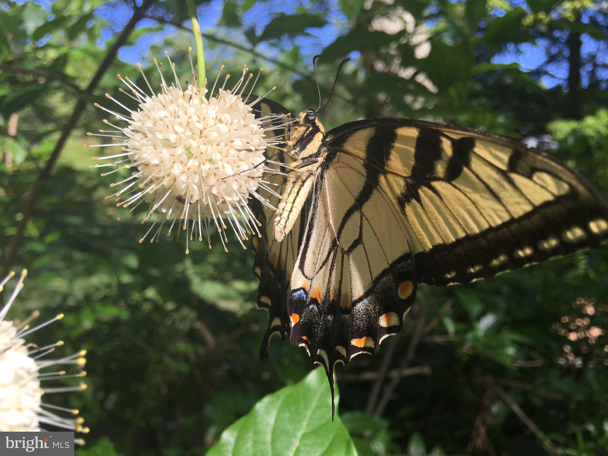 LEESBOROUGH - Residential Lease