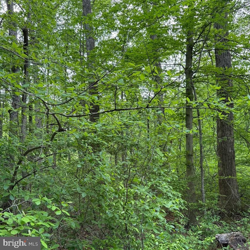 Wooded lot. No perc. Ideal for hunting. Located between Stafford Road and Poplar School Road. Contact Queen Anne's County for additional information on possible use and right of way access.