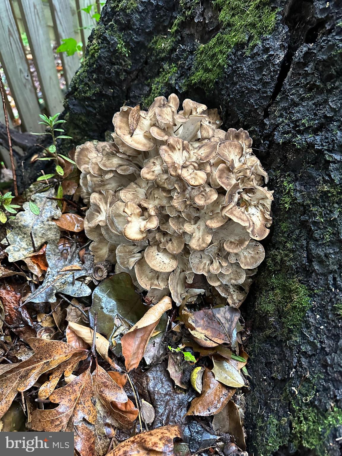 WOODHAVEN - Residential Lease