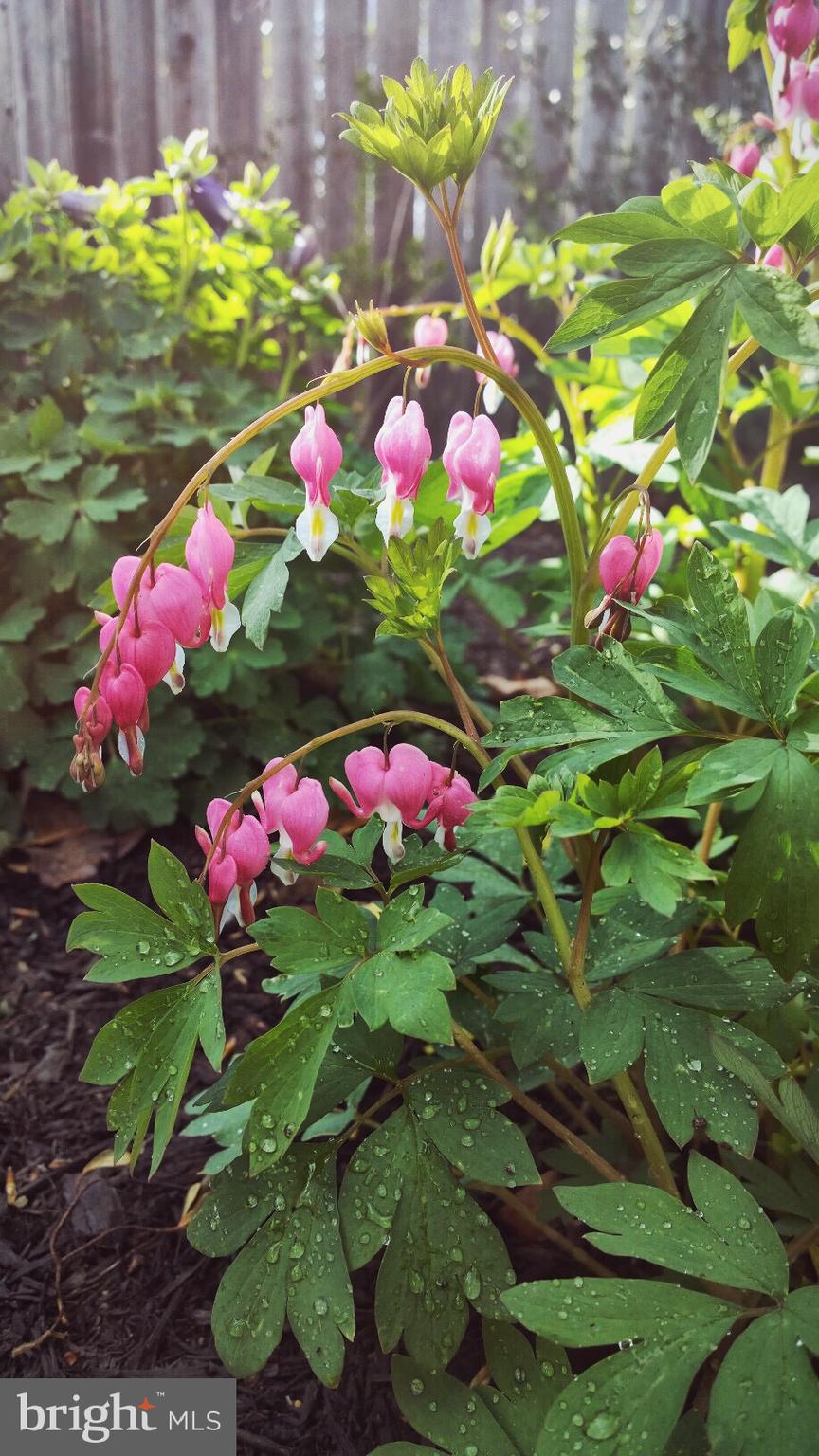 WOODHAVEN - Residential Lease