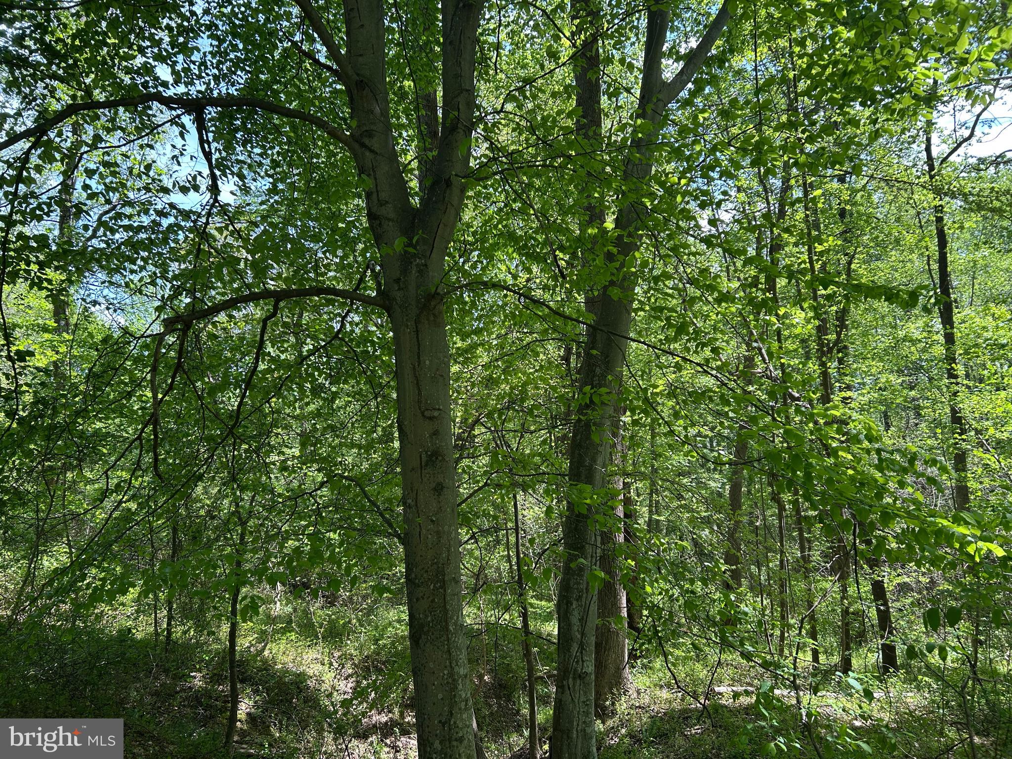 SUBSECTION OF HAYLEST JOHNSON - Land