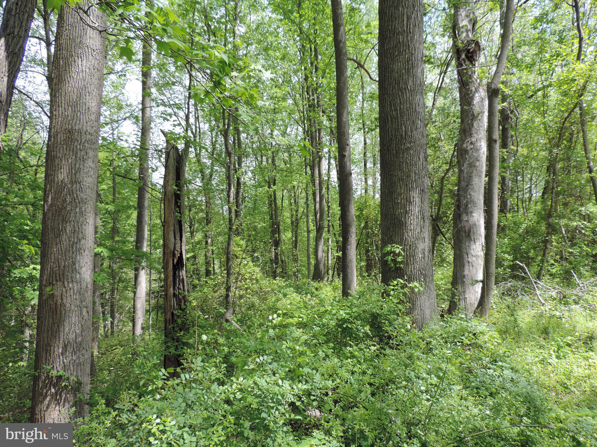 SUBSECTION OF HAYLEST JOHNSON - Land