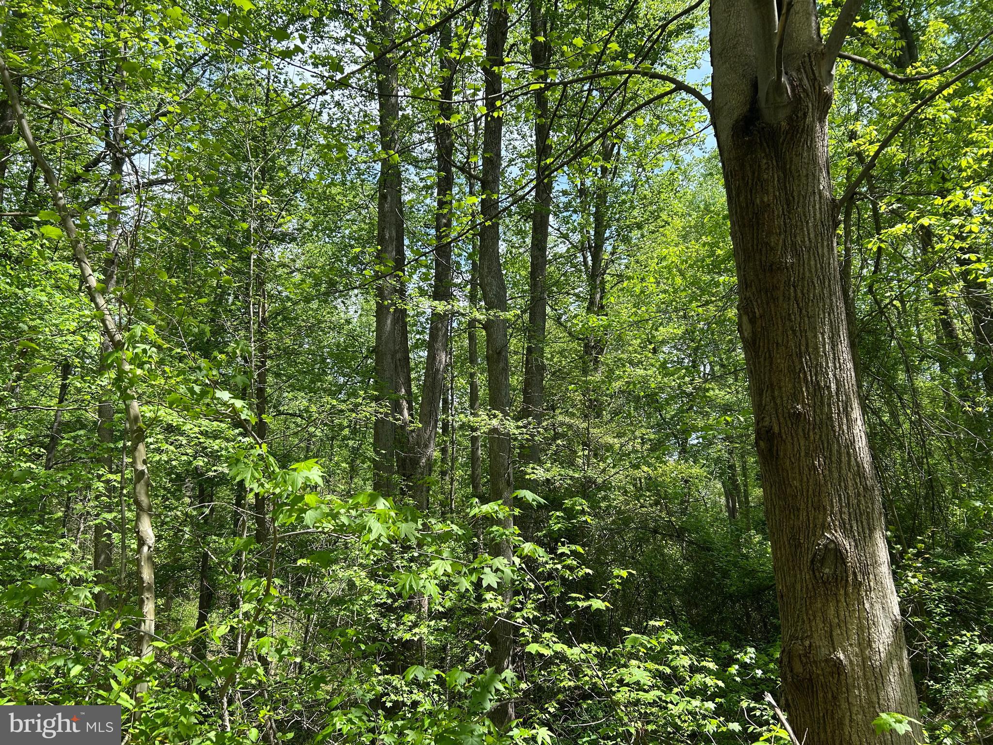 SUBSECTION OF HAYLEST JOHNSON - Land