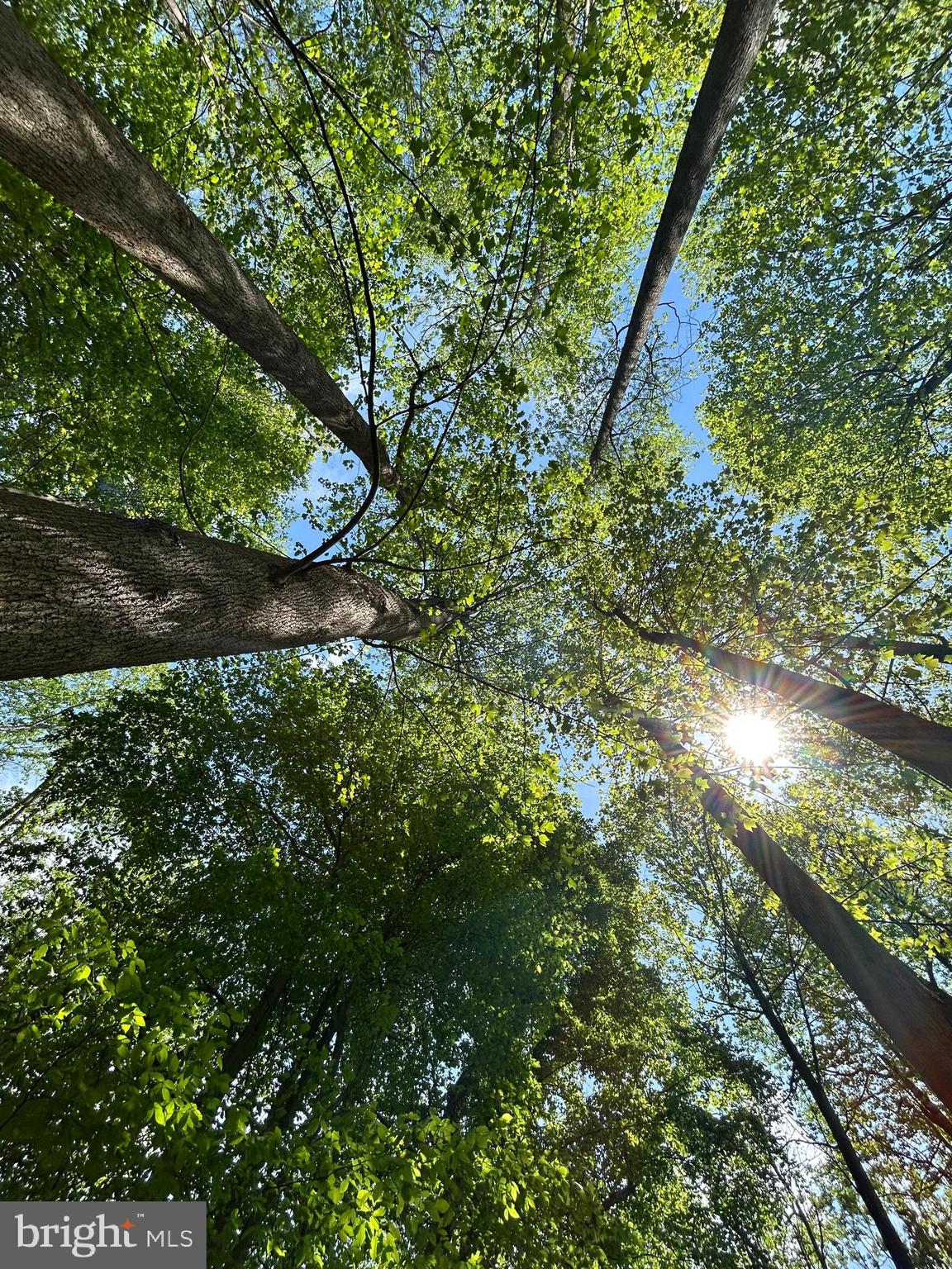 SUBSECTION OF HAYLEST JOHNSON - Land