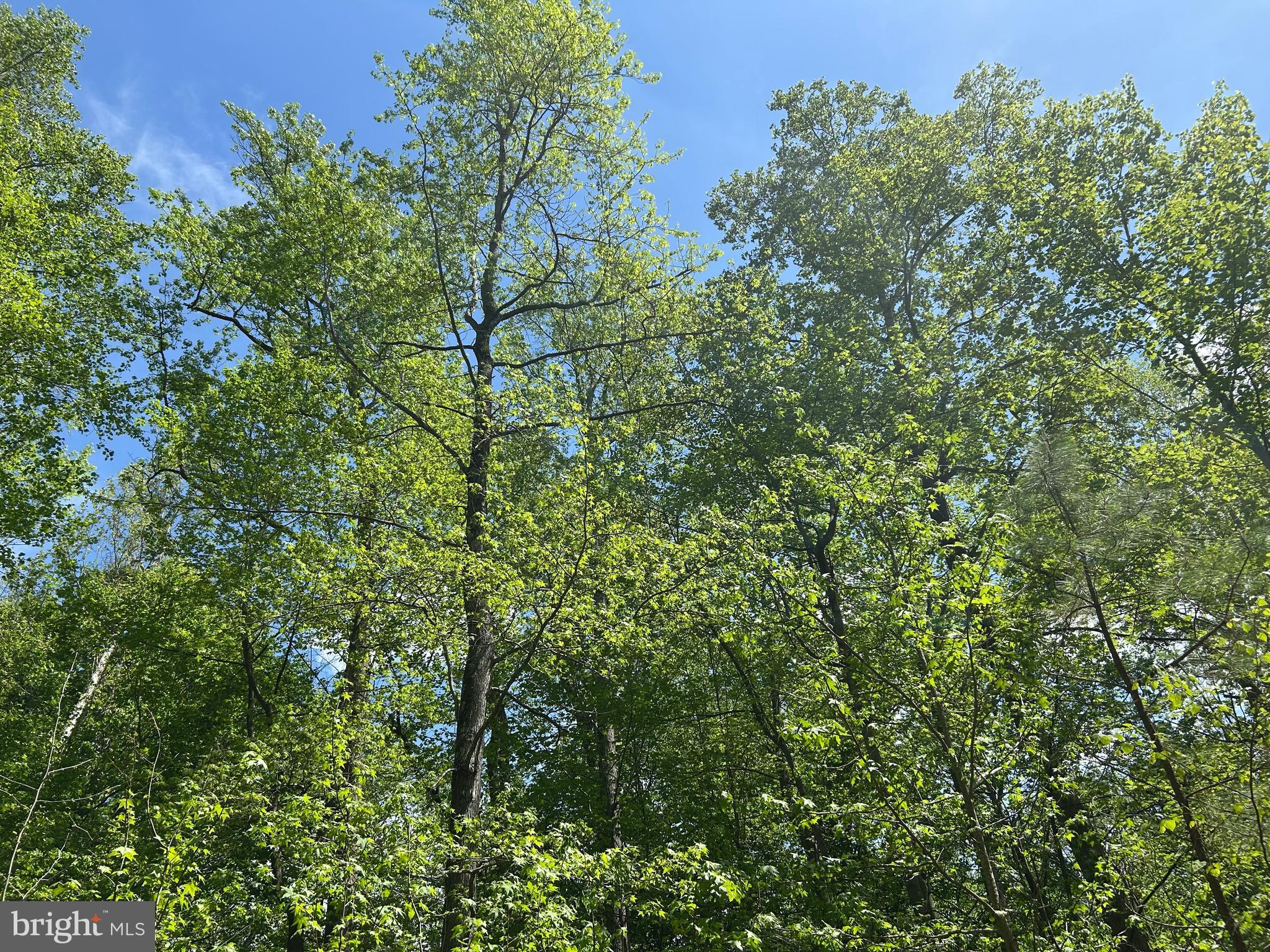 SUBSECTION OF HAYLEST JOHNSON - Land