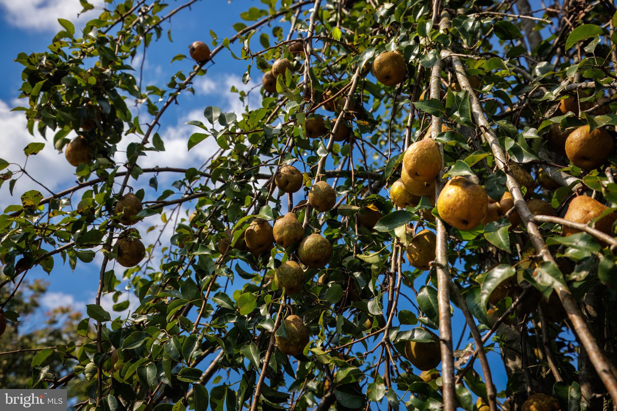 CARTER'S RUN EST - Residential
