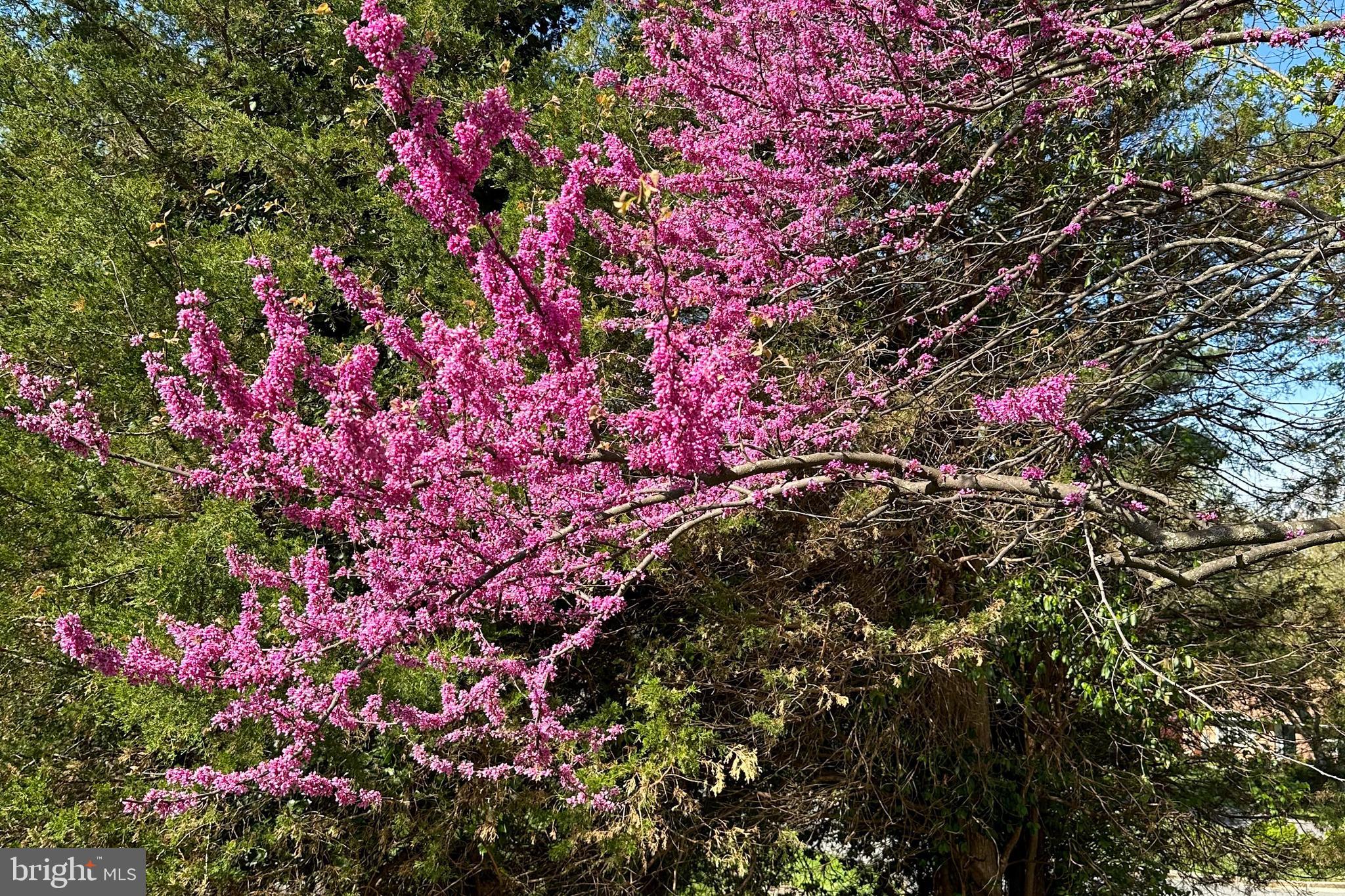 CANDLEWOOD PARK - Residential