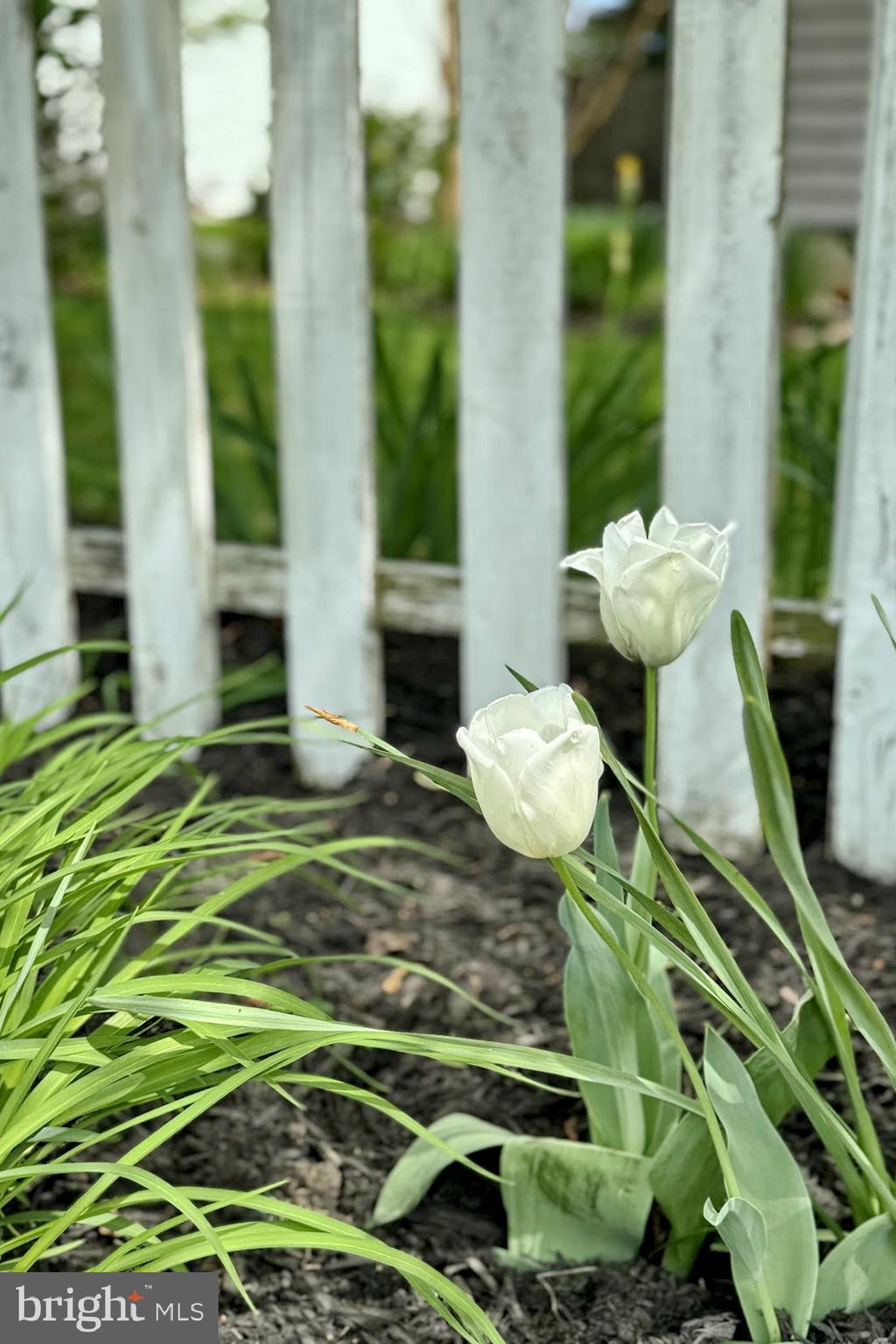 COBB ISLAND - Residential