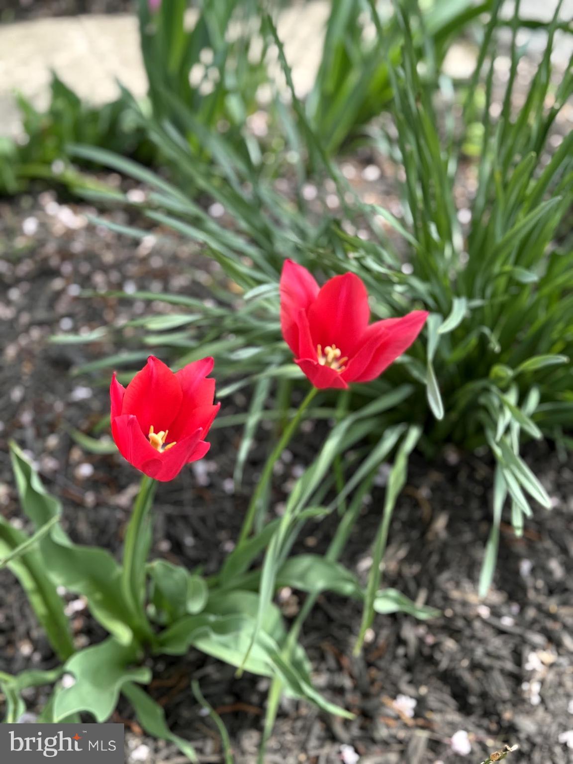 COBB ISLAND - Residential