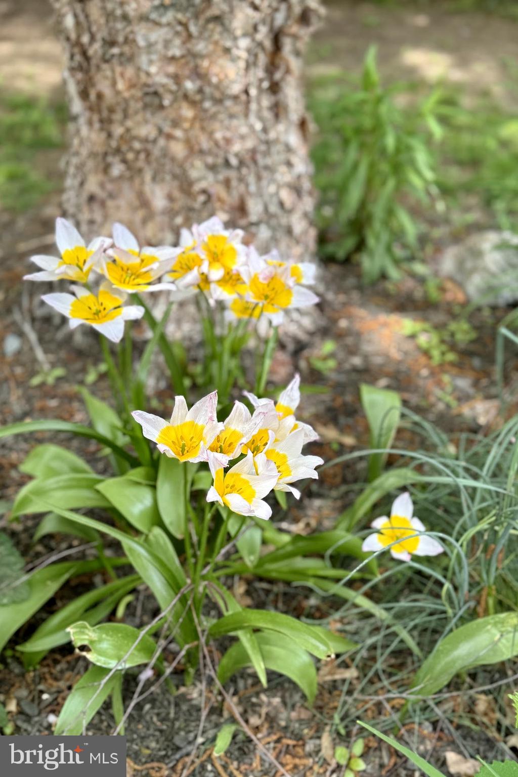 COBB ISLAND - Residential