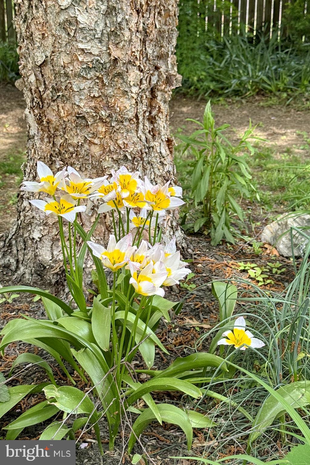 COBB ISLAND - Residential