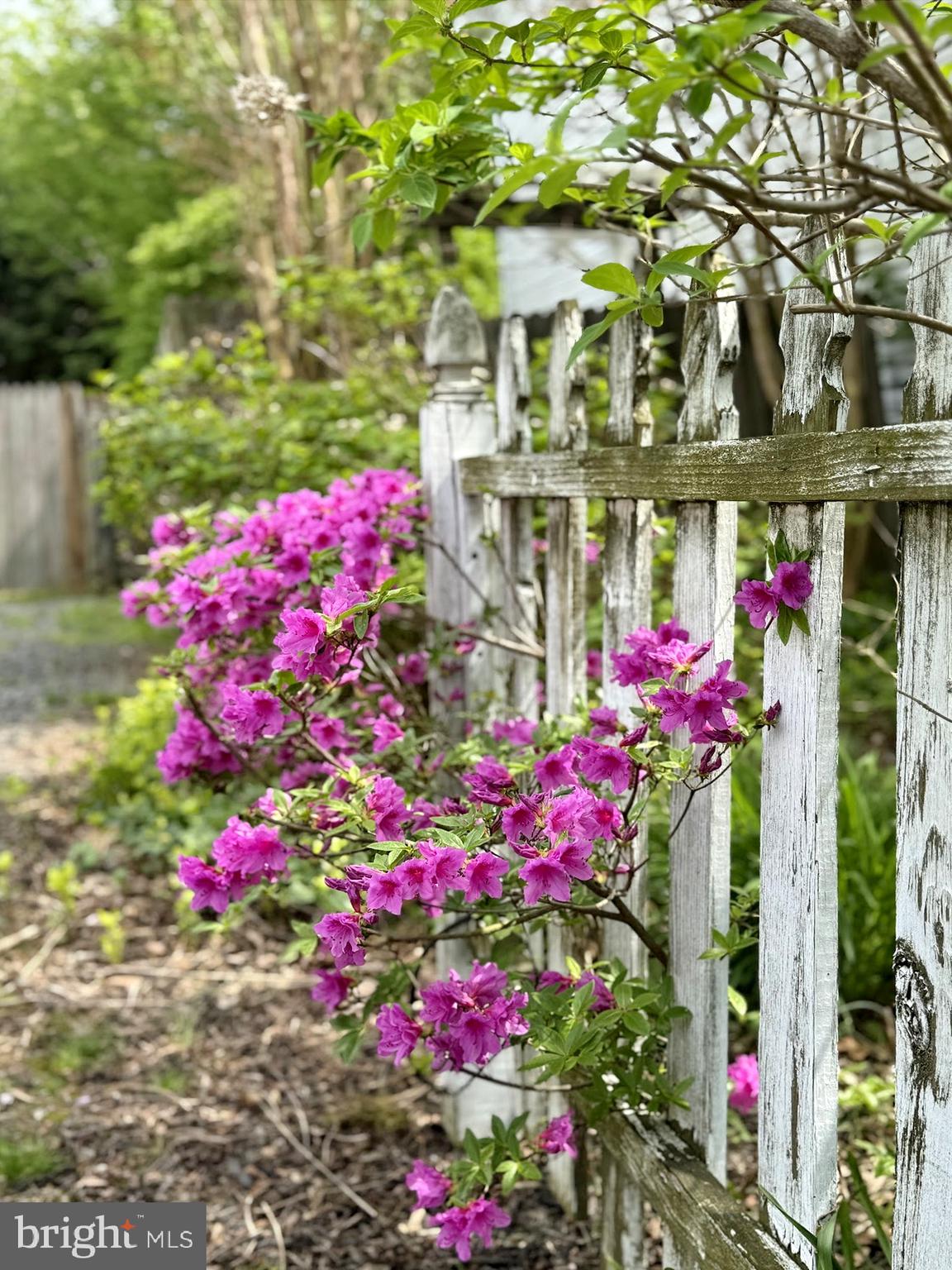 COBB ISLAND - Residential