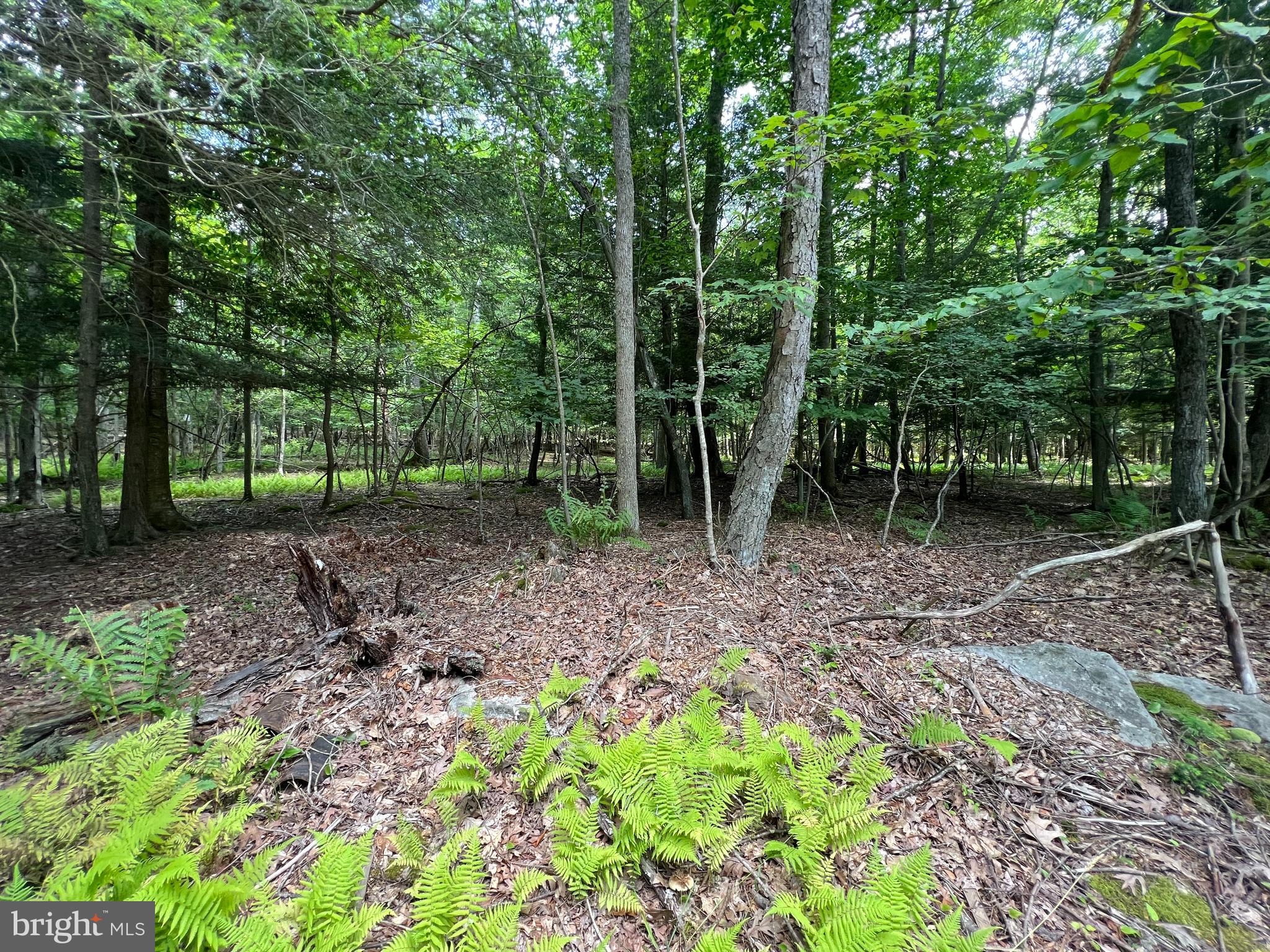 GALLATIN WOODS - Land