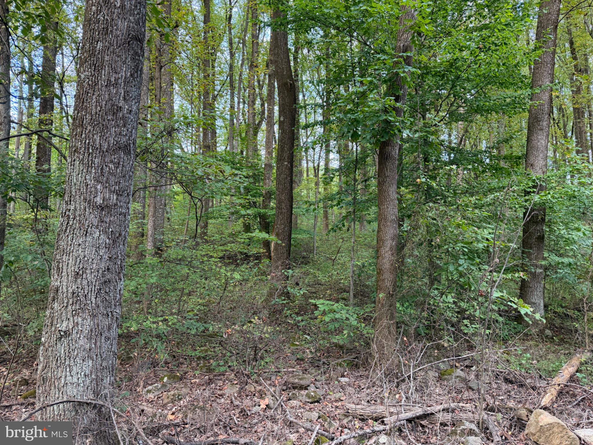 SMITH RUN