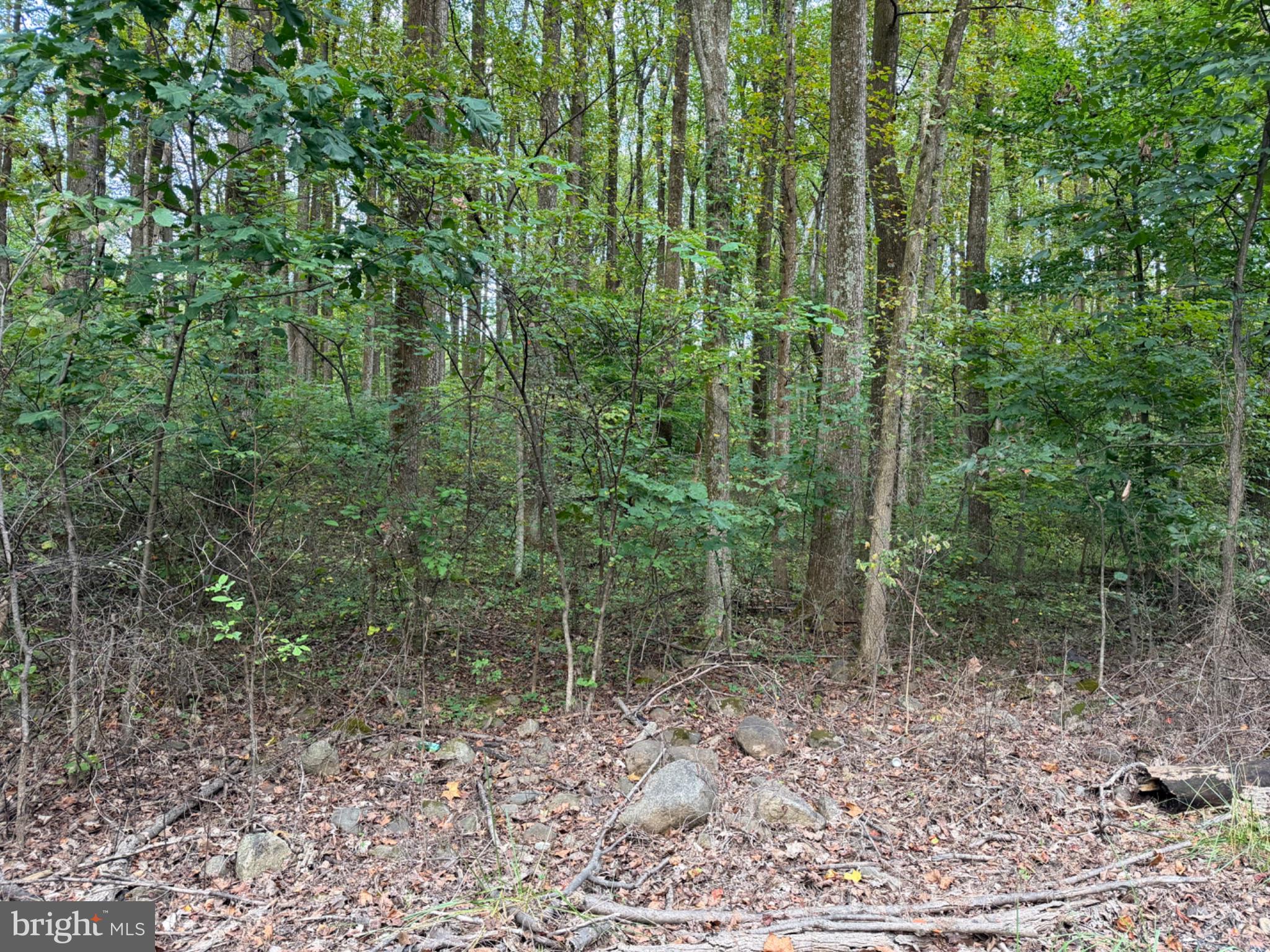SMITH RUN