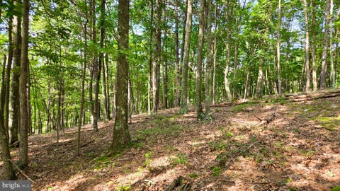 Vacant Land For Sale - Mosquito Road<br/> SIX MILE RUN, PA 16679