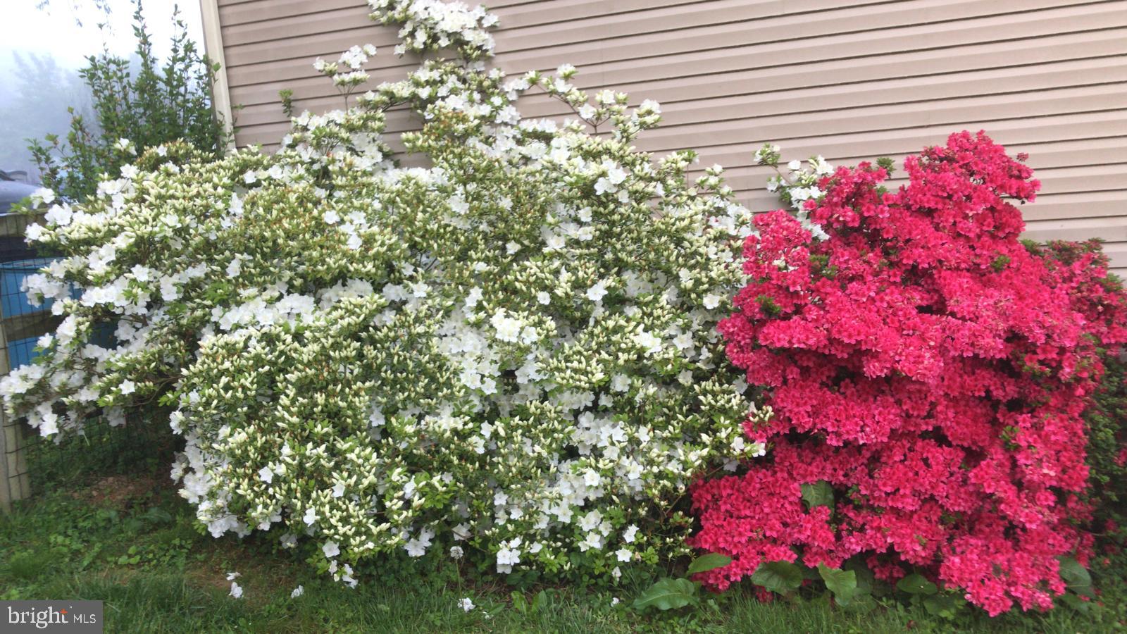 LOCUST HILL - Residential