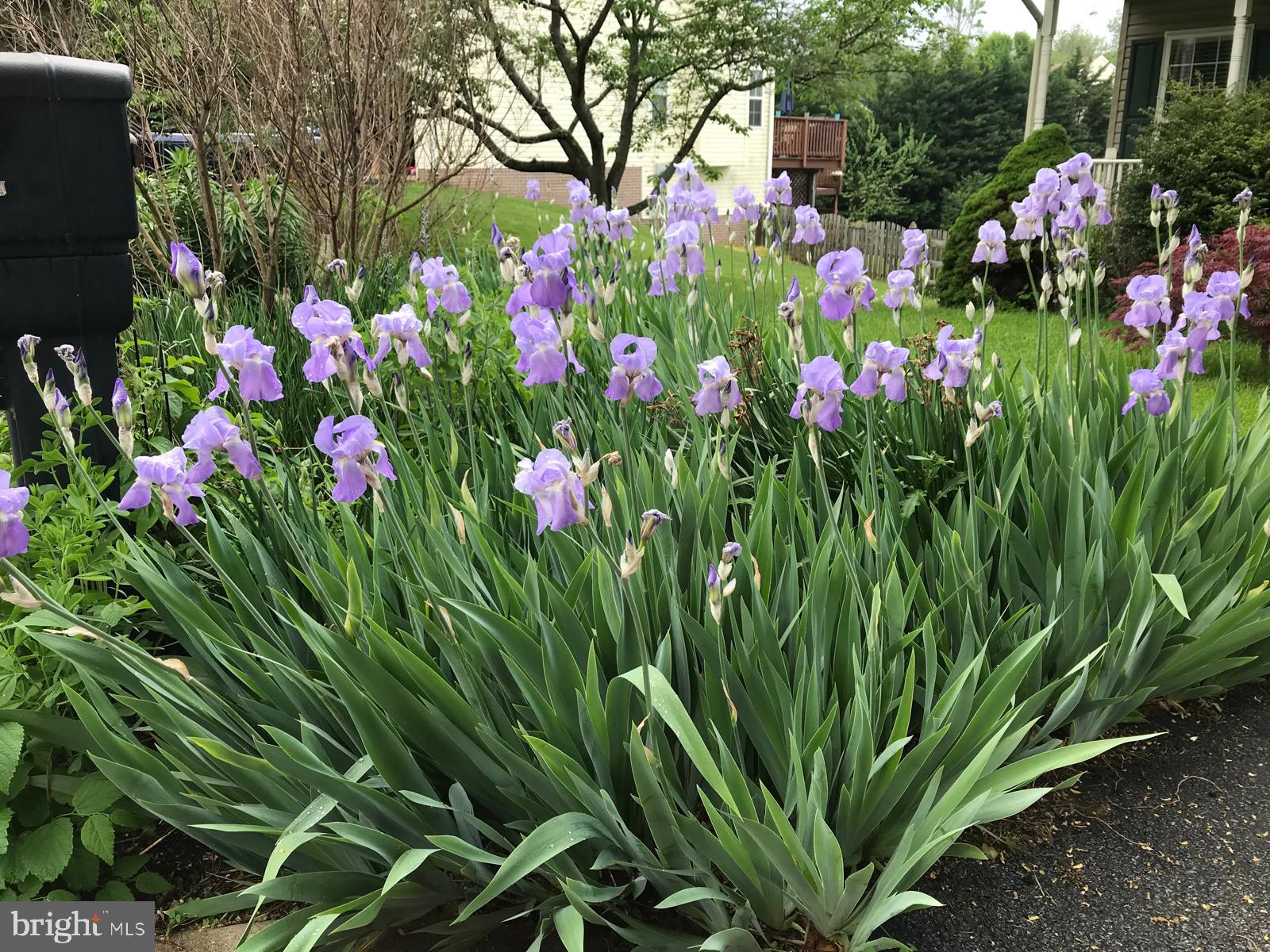 LOCUST HILL - Residential