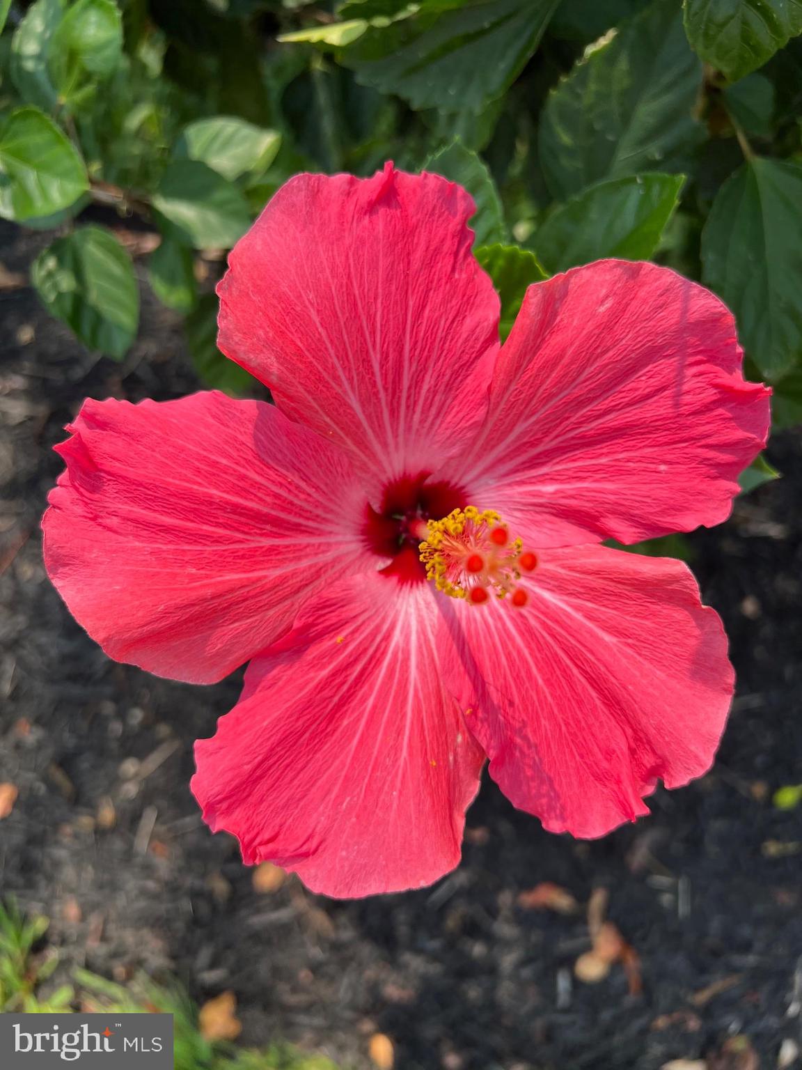 EGRET SHORES - Residential