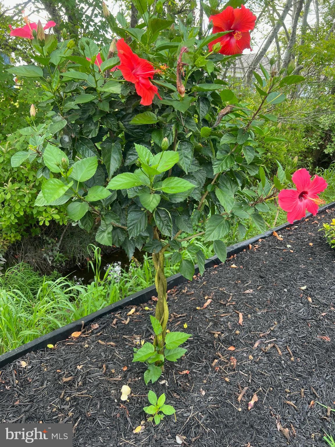 EGRET SHORES - Residential