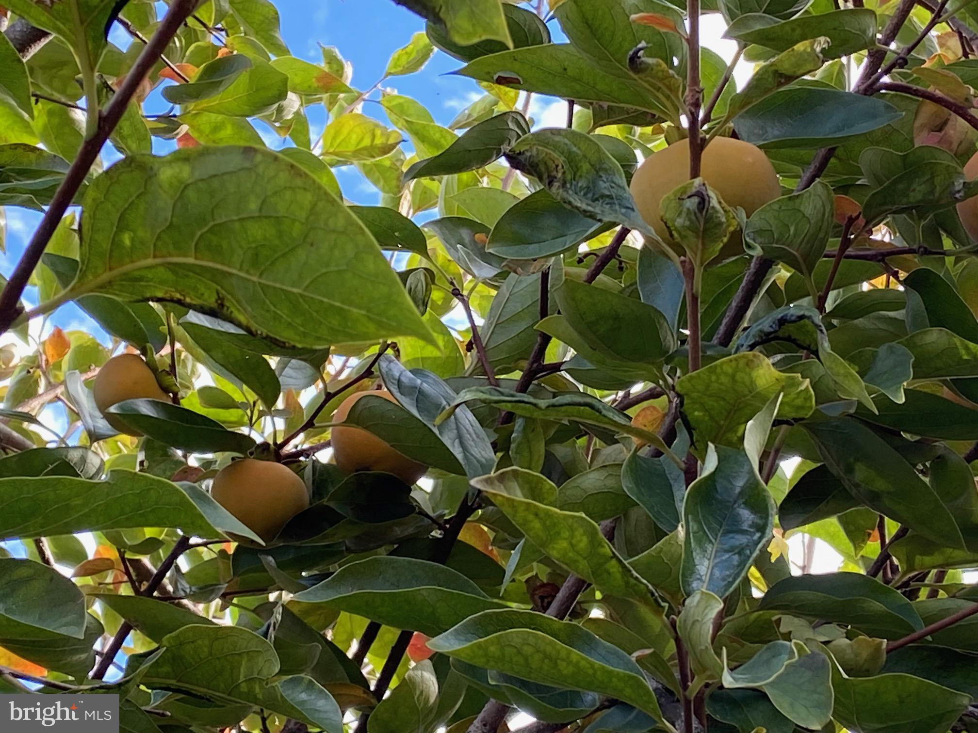 FOX MILL ESTATES - Residential