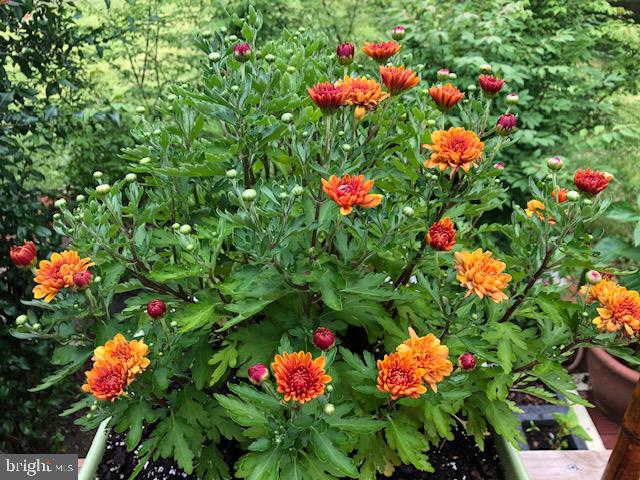 NORTH SPRINGFIELD - Residential Lease