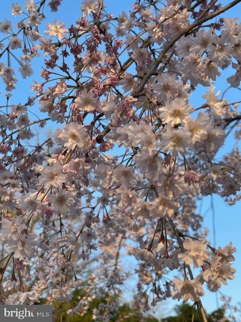 NORTH SPRINGFIELD - Residential Lease