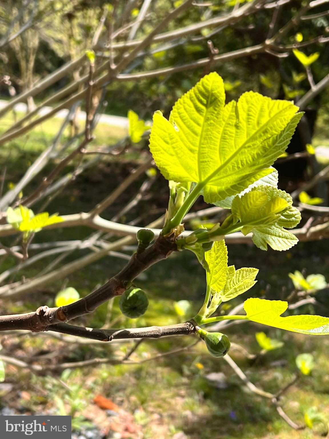 GREEN GABLES - Residential