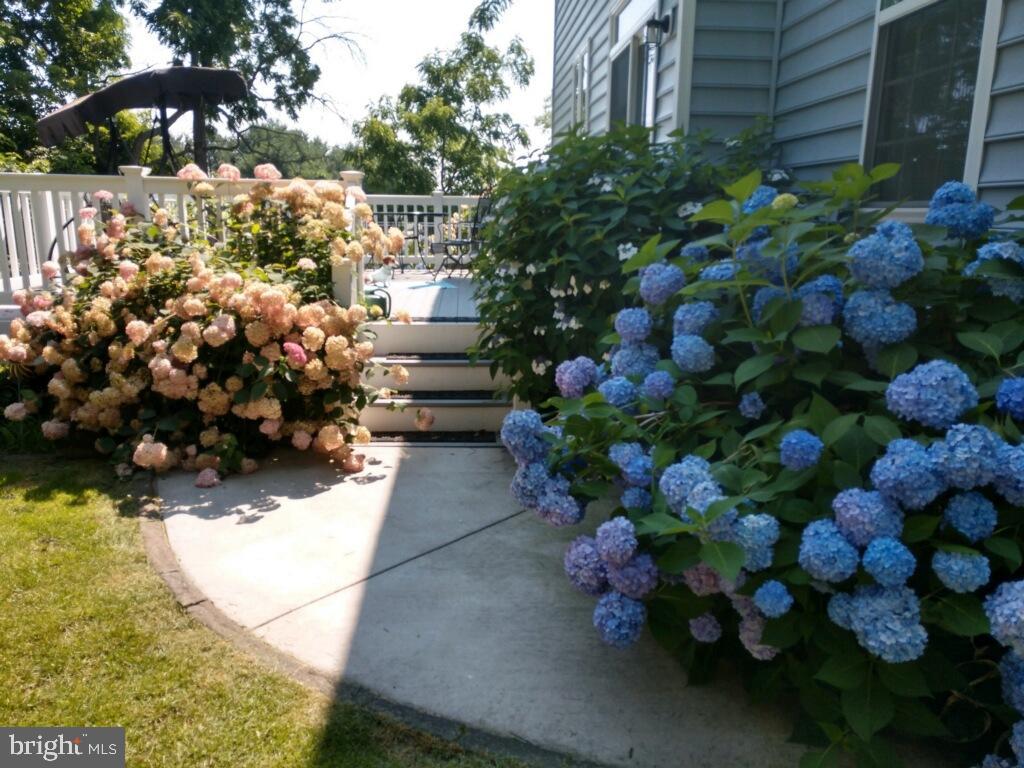 WILD ROSE - Residential